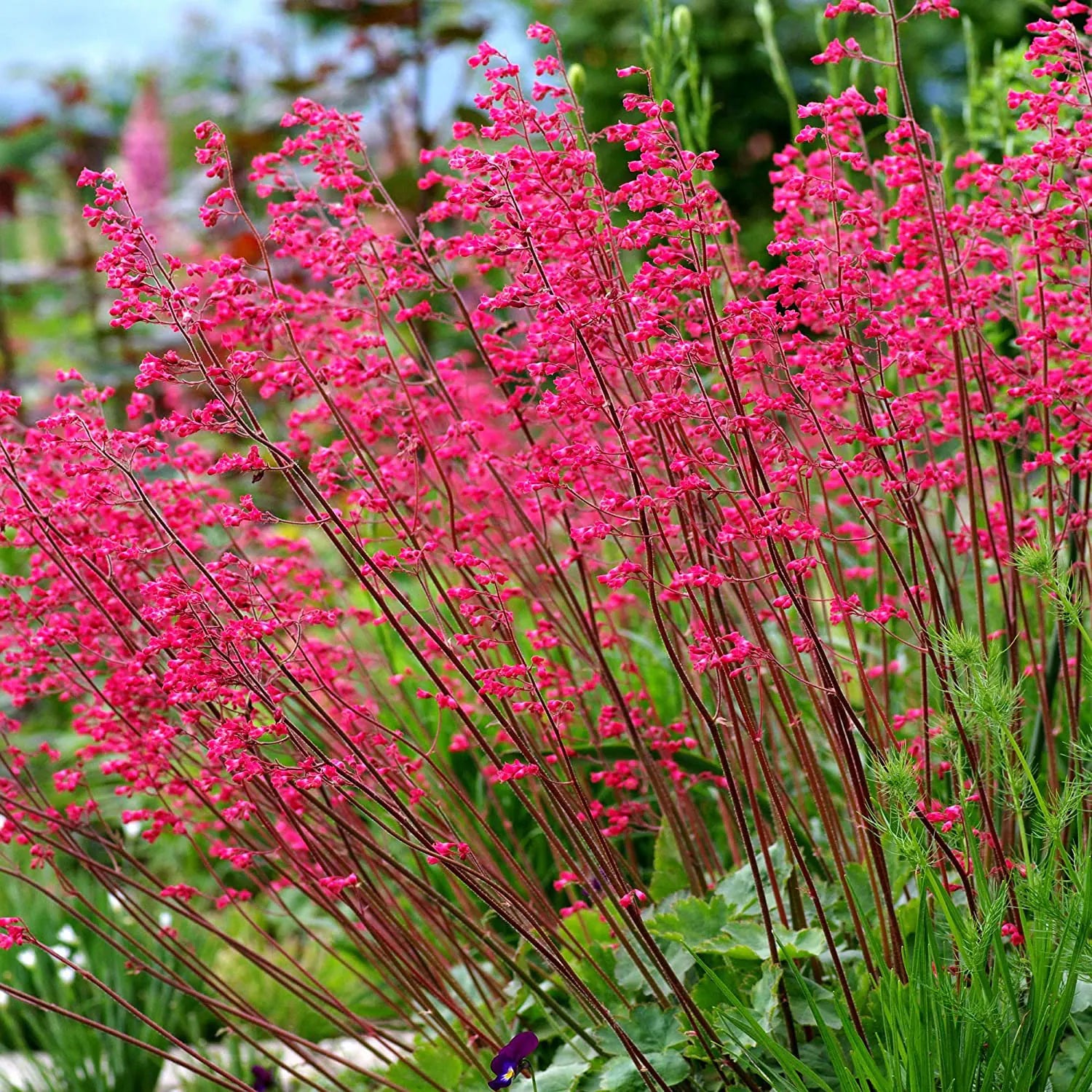Pink Heuchera Flower seeds for Planting - Seasonal Bloomer, Heirloom & GMO Free Seeds for Home Garden