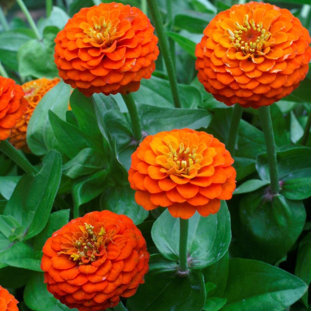 Orange Anthemoides Flower seeds for Planting - Colorful Display, Heirloom & GMO Free Seeds for Home Garden