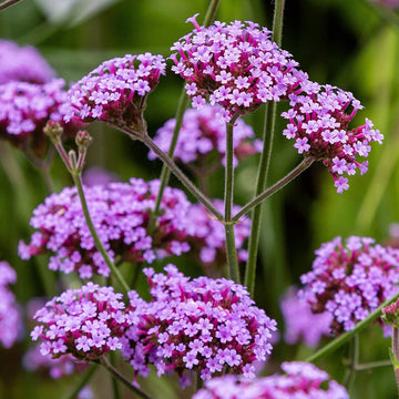 Vervain Flower seeds for Planting - Drought Tolerant, Heirloom & GMO Free Seeds for Home Garden
 
 Sale for planting in home garden.