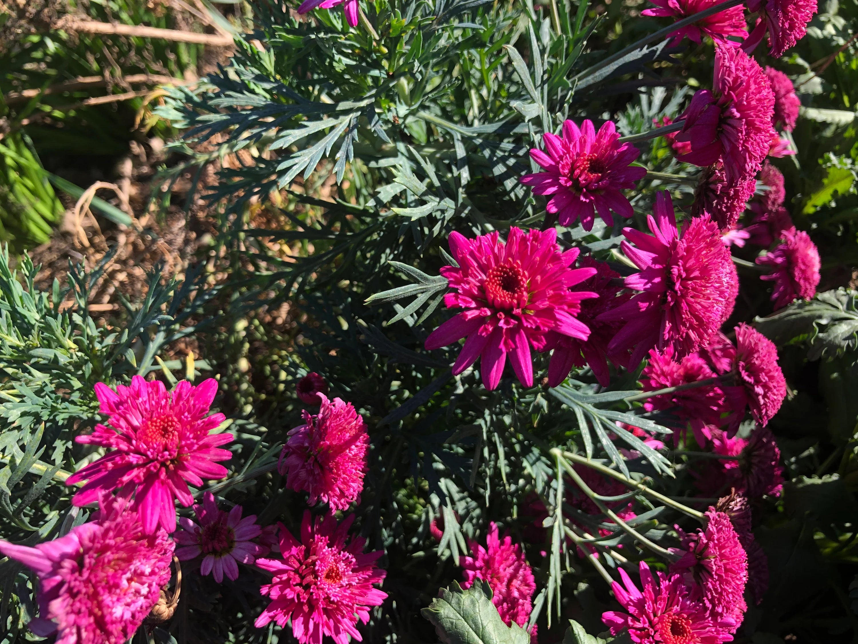 Heirloom Pink Argyranthemum Flower seeds for Planting - Hardy Variety, Heirloom & GMO Free Seeds for Home Garden