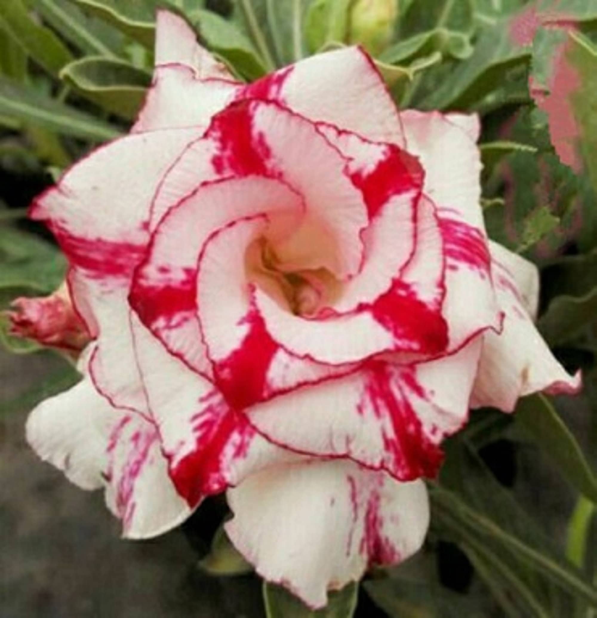 Pink White Adenium Obesum Flower seeds for Planting - Vibrant Colors, Heirloom & GMO Free Seeds for Home Garden