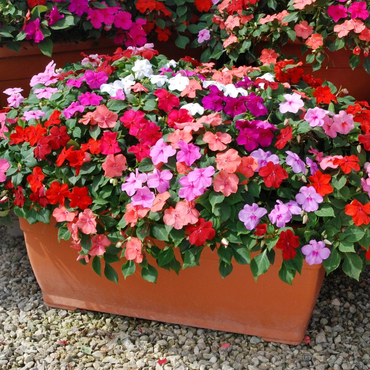 Pink Lizzie Flower seeds for Planting - Hardy Variety, Heirloom & GMO Free Seeds for Home Garden