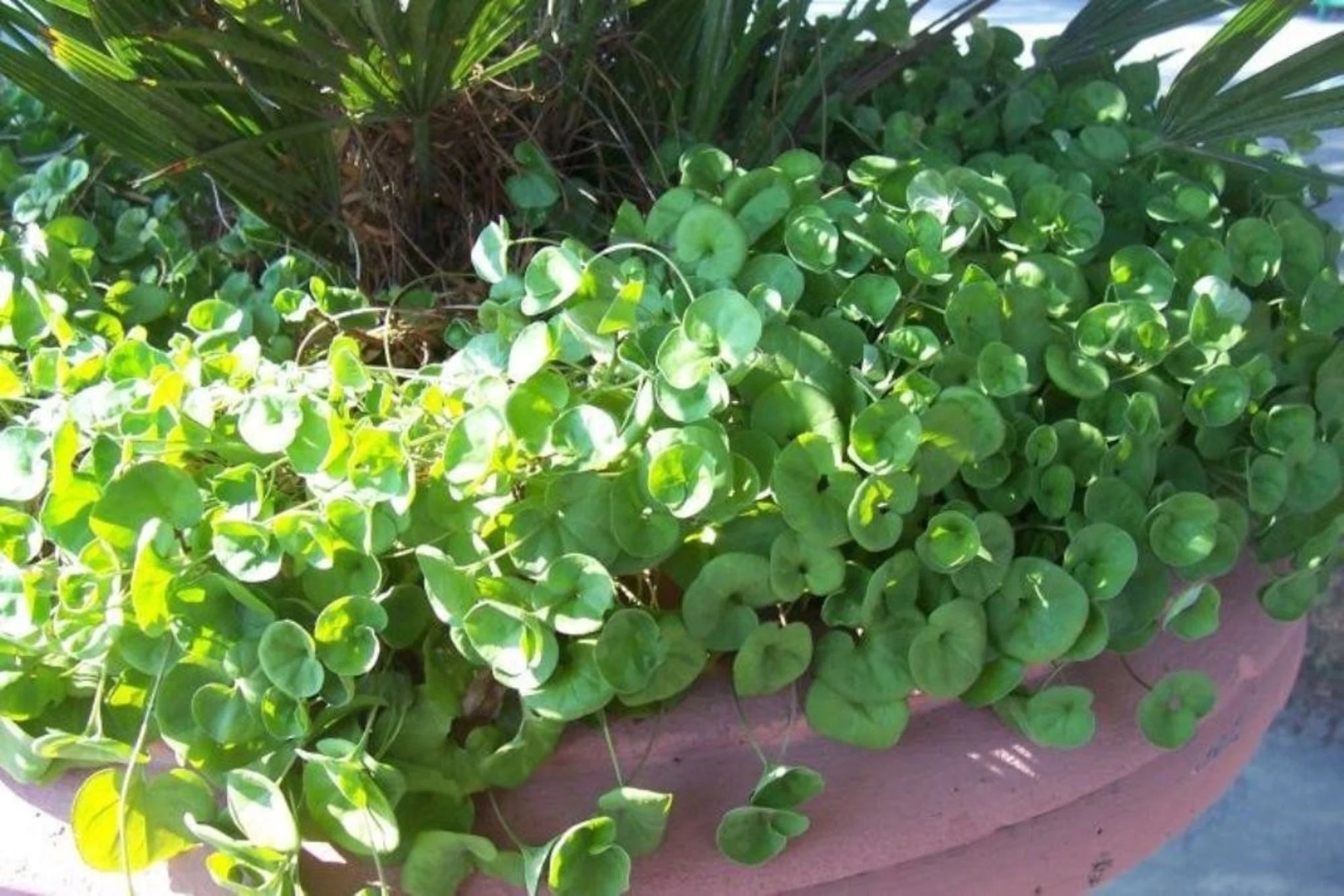 Green Dichondra Repens Lawn Flower seeds for Planting - Cut Flower Favorite, Heirloom & GMO Free Seeds for Home Garden