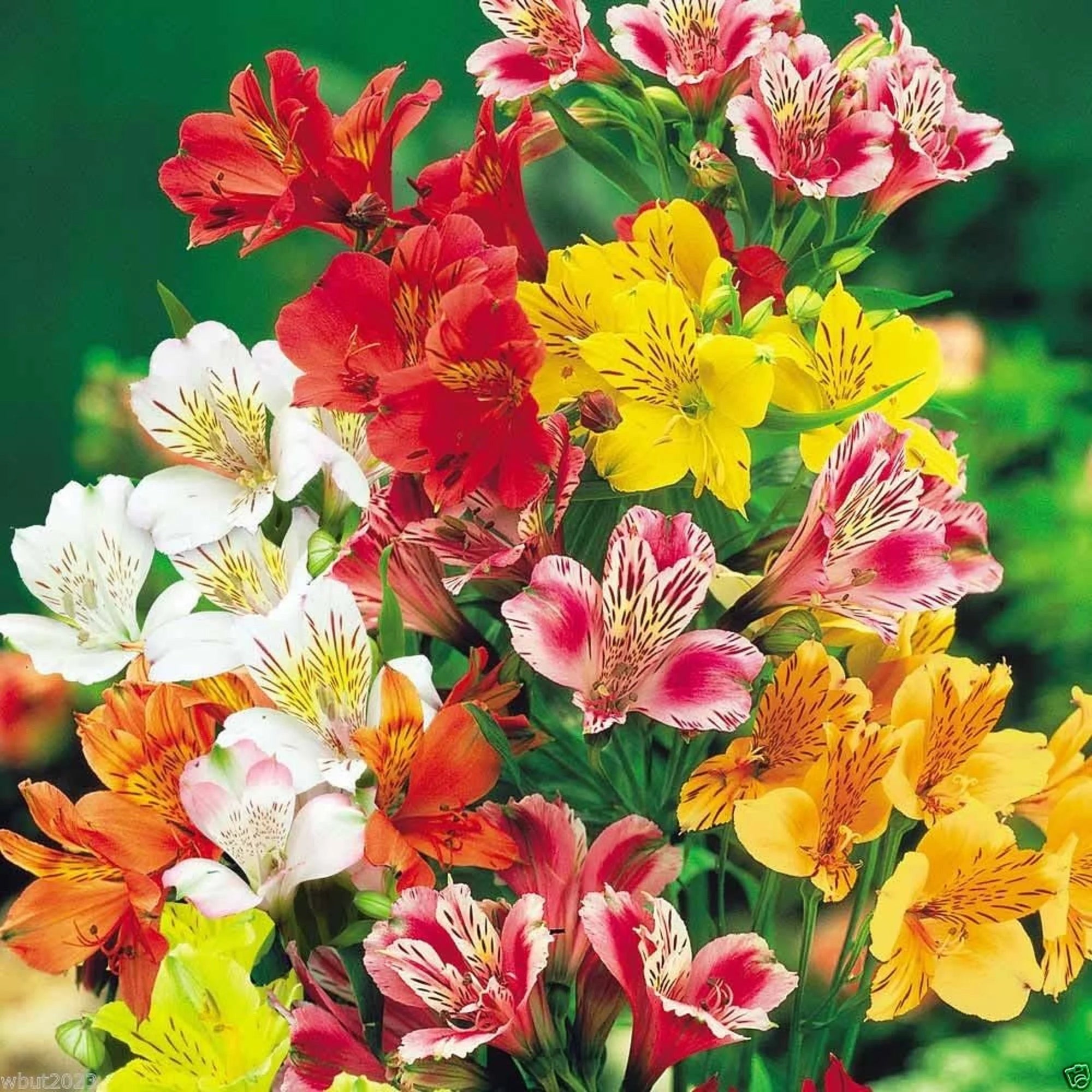 Alstroemeria Aurantiaca Flower seeds for Planting - Garden Favorite, Heirloom & GMO Free Seeds for Home Garden
