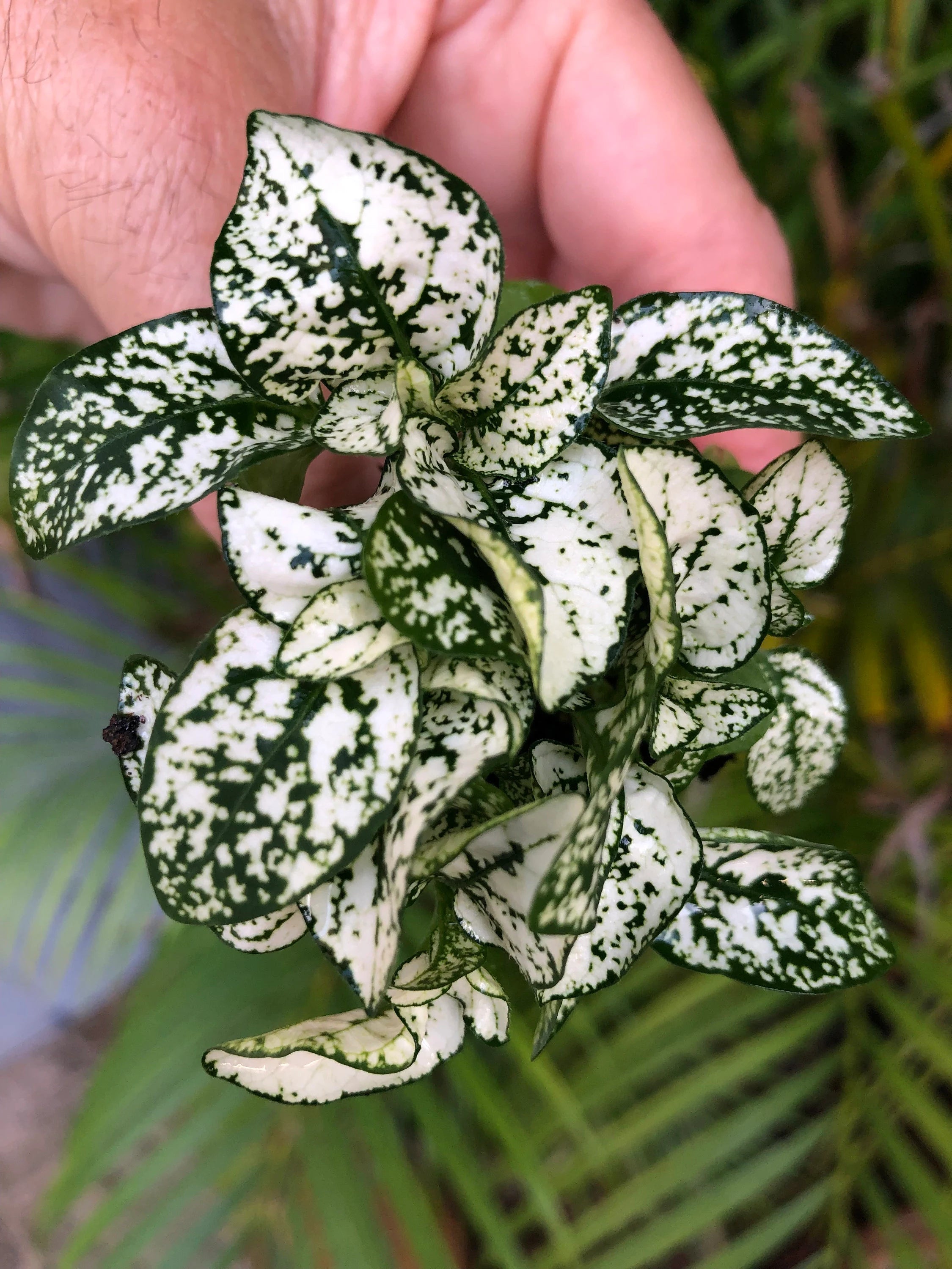 White Green Hypoestes Polka Flower seeds for Planting - Wildflower Mix, Heirloom & GMO Free Seeds for Home Garden