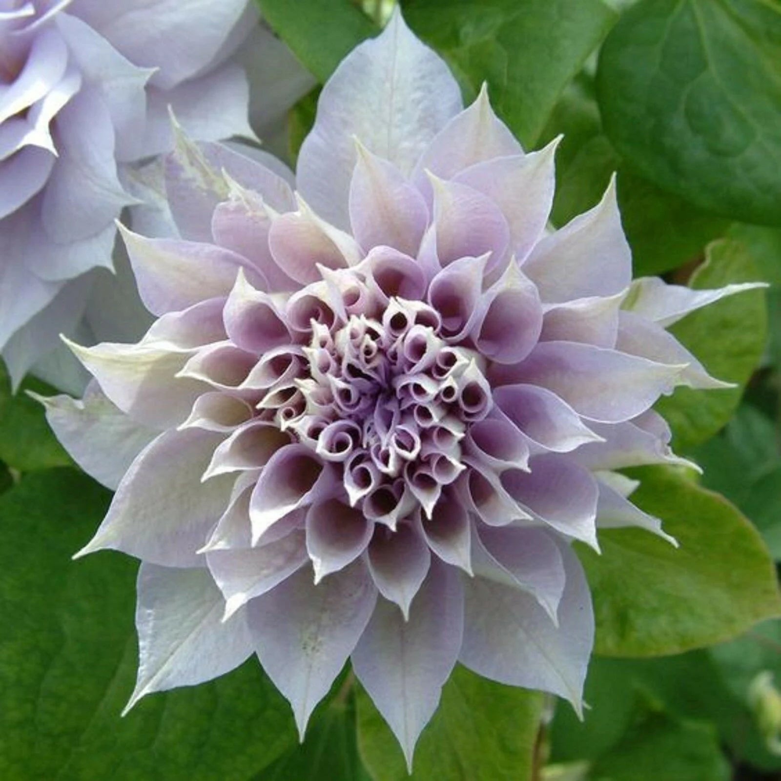 Clematis White Purple Flower seeds for Planting - Low Maintenance, Heirloom & GMO Free Seeds for Home Garden