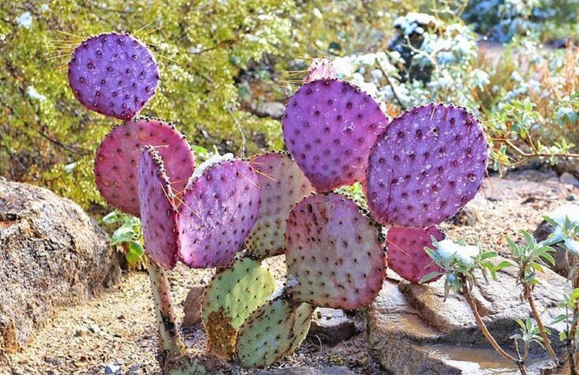 Purple Opuntia Seeds - Ideal for Desert Gardens and Easy Planting