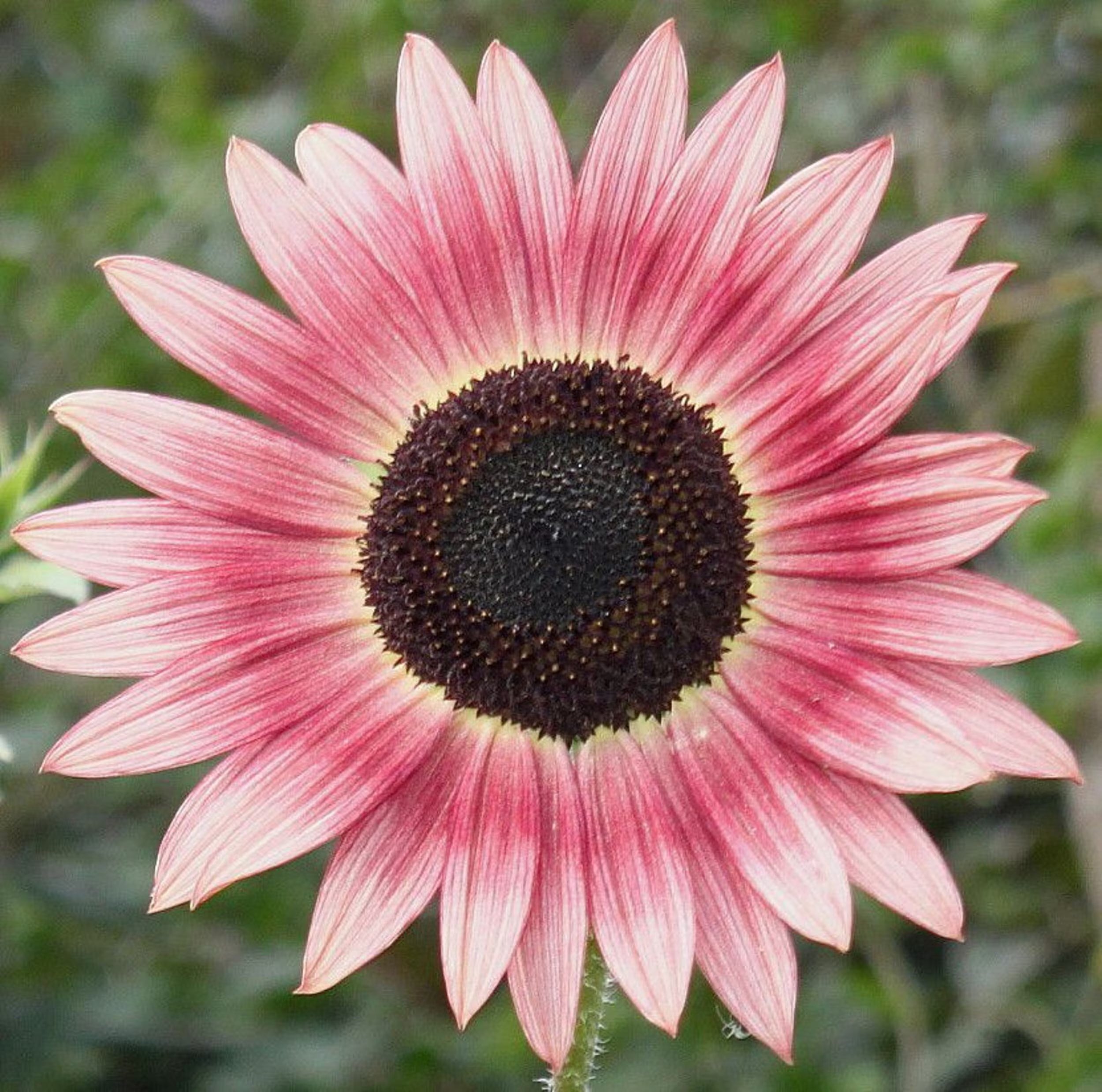 Pink Sunflower Flower seeds for Planting - Perfect for Borders, Heirloom & GMO Free Seeds for Home Garden
