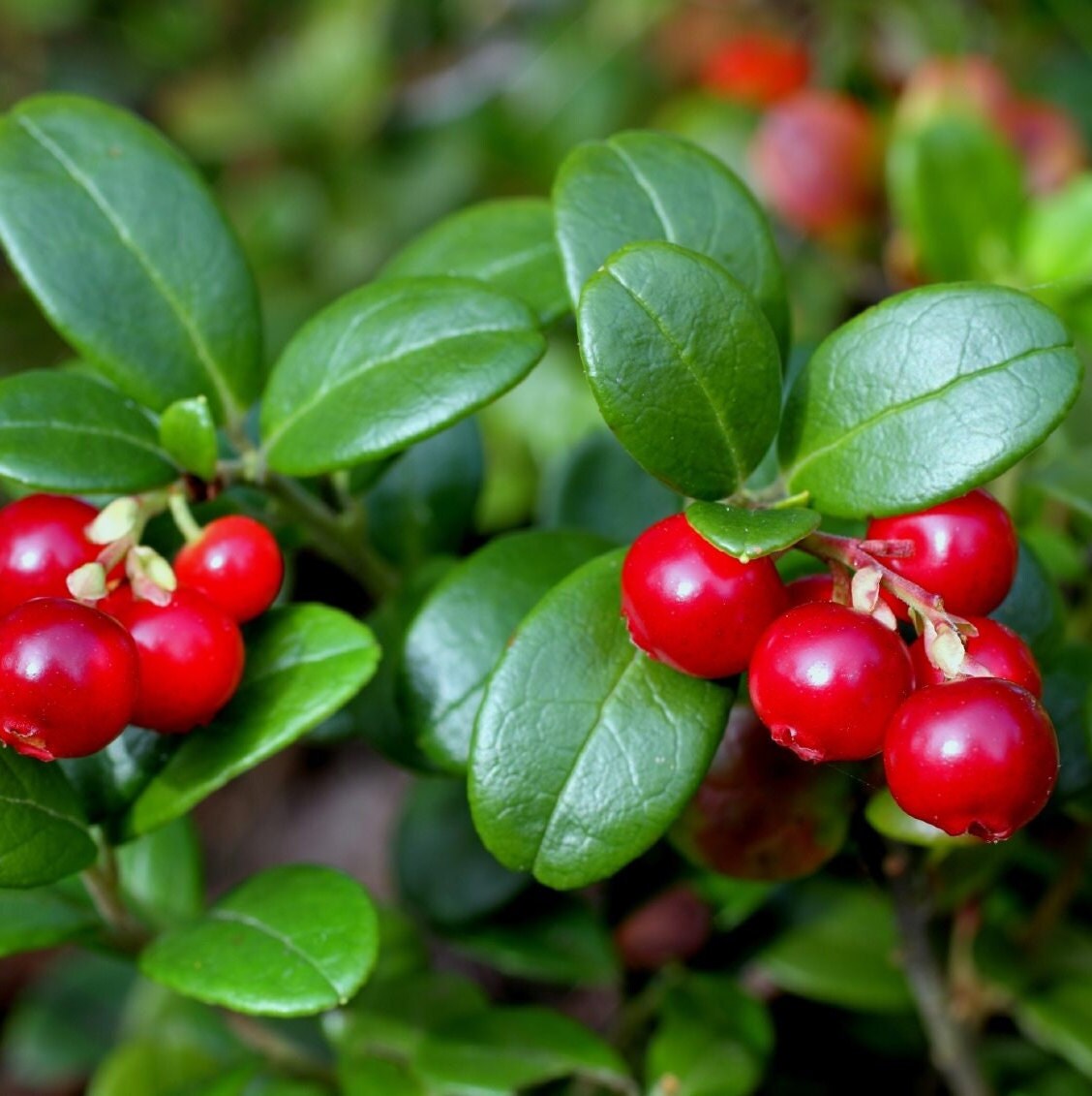 Lingonberry Seeds for Planting - Fresh Homegrown Berry Bush
