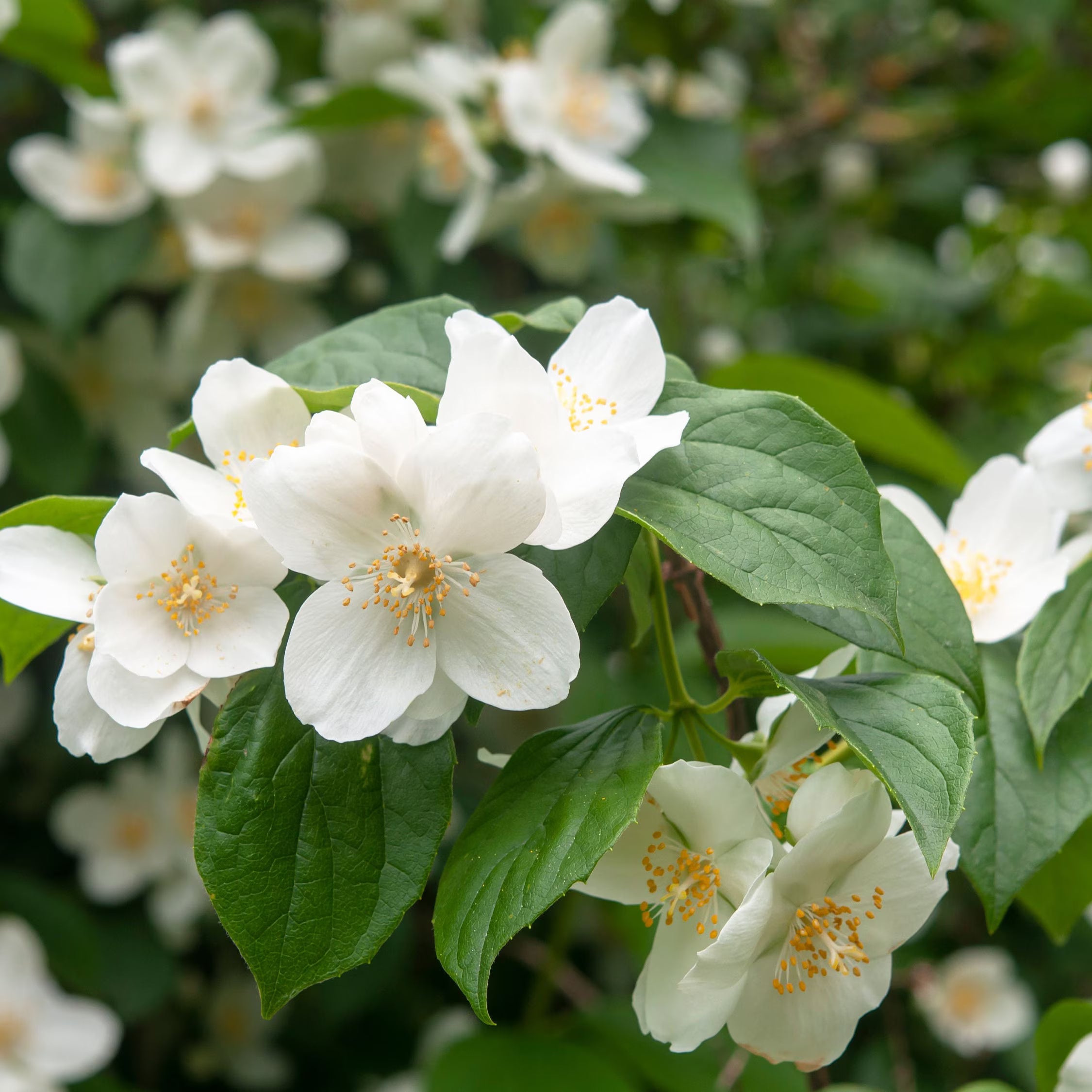 Philadelphus Coronarius Flower seeds for Planting - Perfect for Borders, Heirloom & GMO Free Seeds for Home Garden