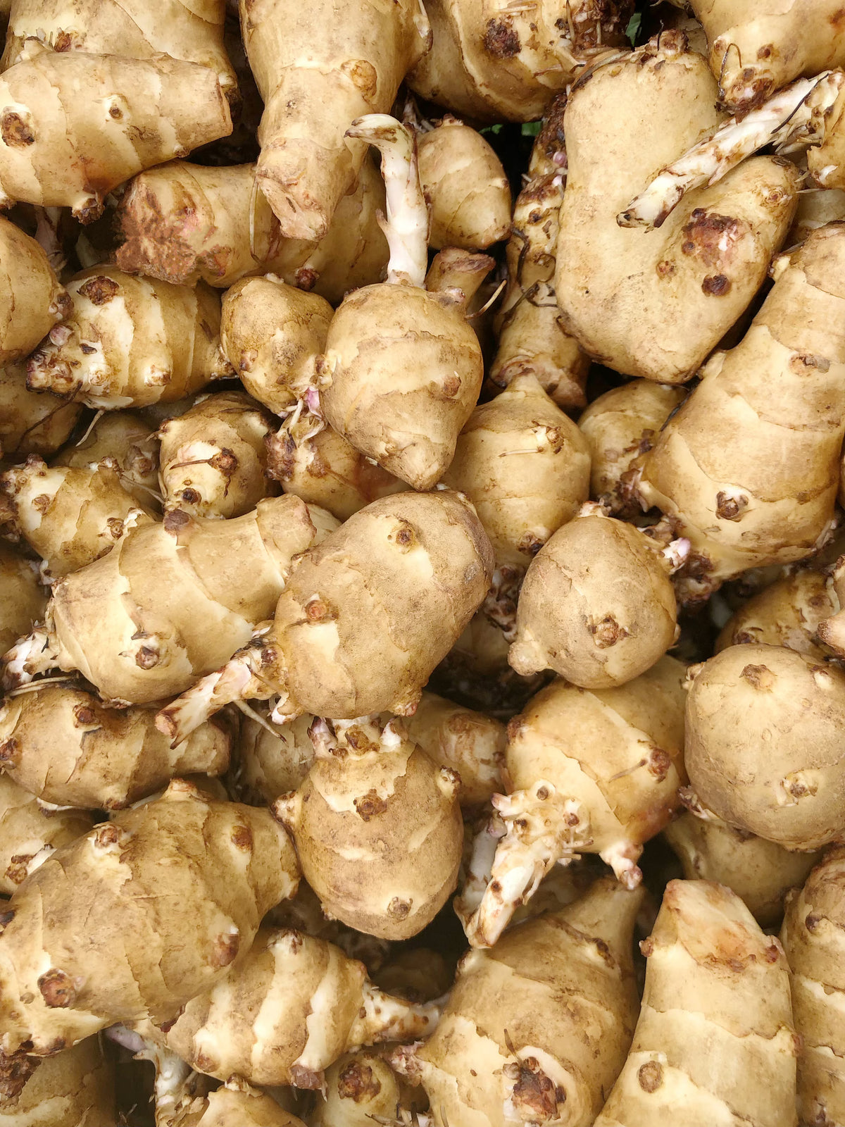 Topinambur (Jerusalem Artichoke) Vegetable Seeds for Planting - Evergrowseeds