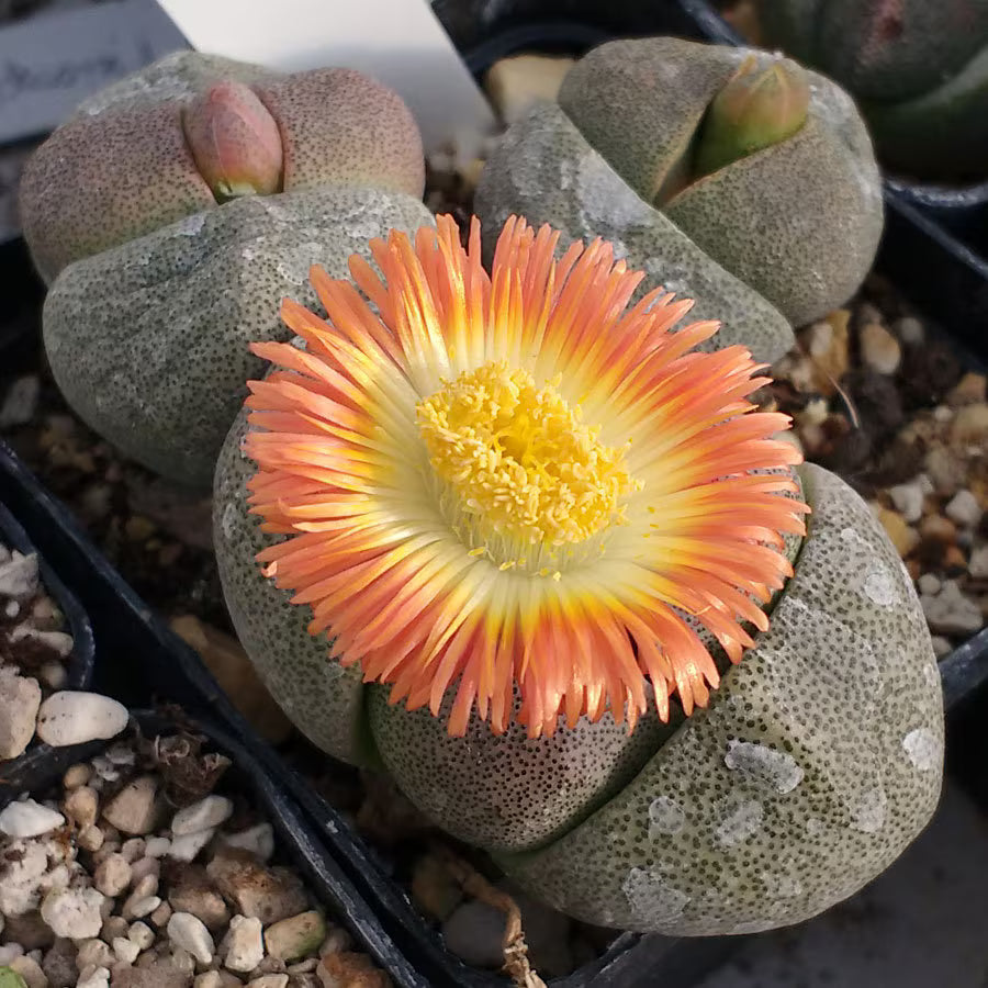 Pleiospilos Nelii Flower seeds for Planting - Cottage Garden Essential, Heirloom & GMO Free Seeds for Home Garden