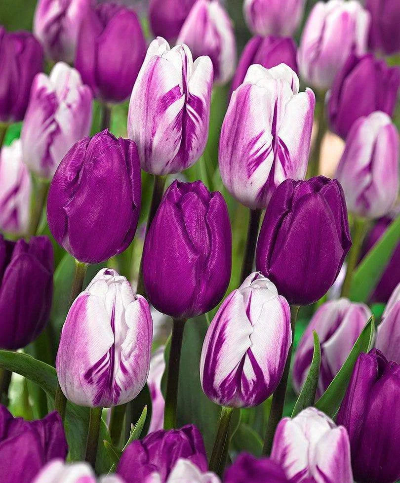 White Purple Tulip Flower seeds for Planting - Seasonal Bloomer, Heirloom & GMO Free Seeds for Home Garden