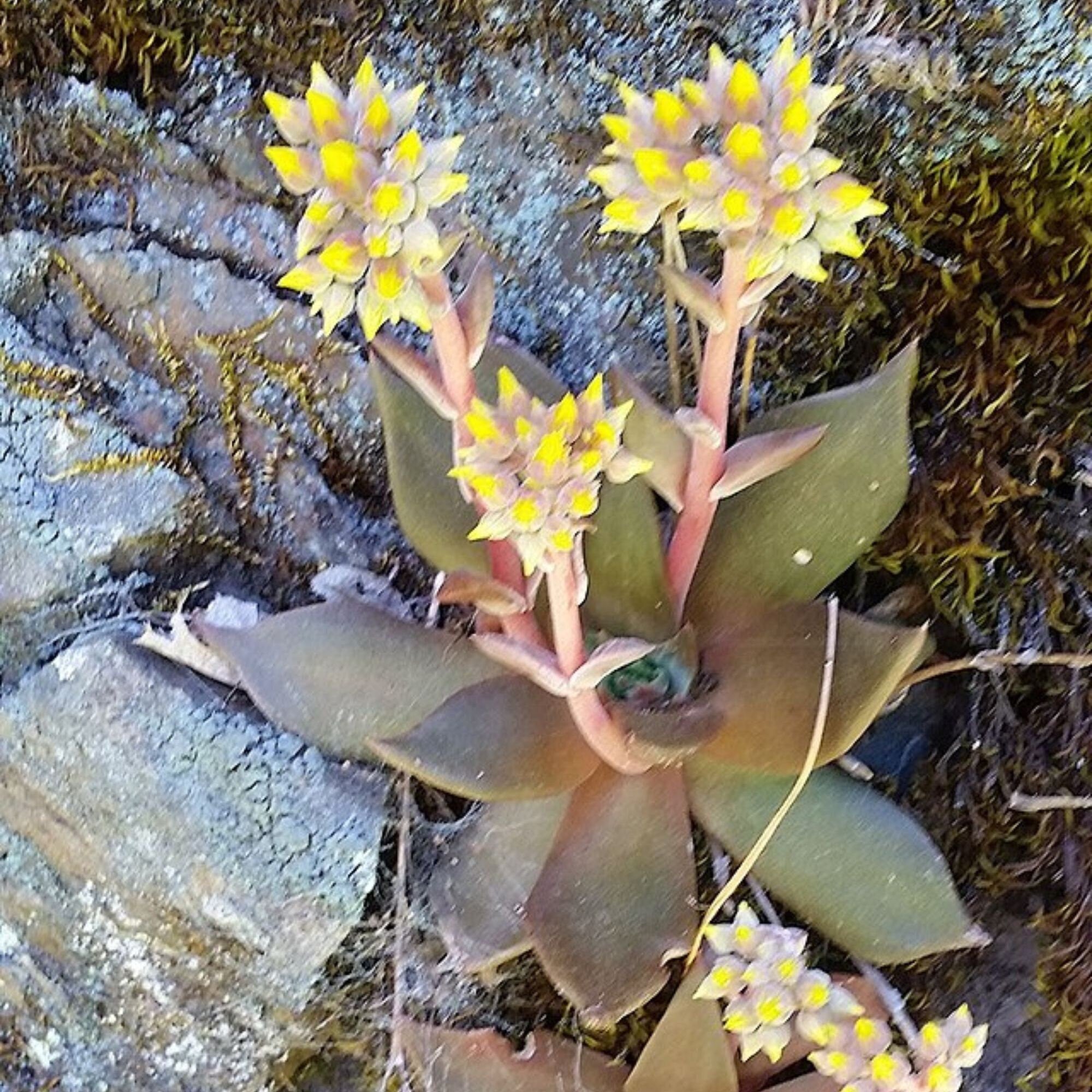 Dudleya Flower Seeds for Planting - Unique Succulent Garden Seeds - Evergrowseeds