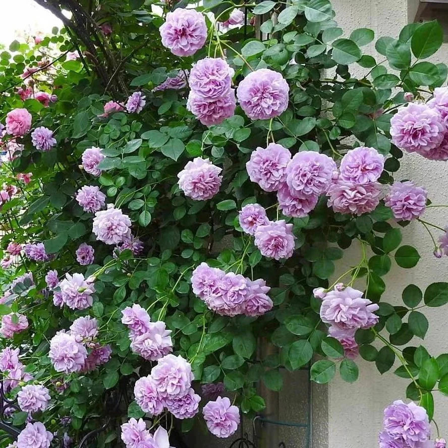 Purple White Climbing Rose Flower Seeds for Planting Fragrant Blossoms Heirloom & GMO Free Seeds for Home Garden
 
 Sale