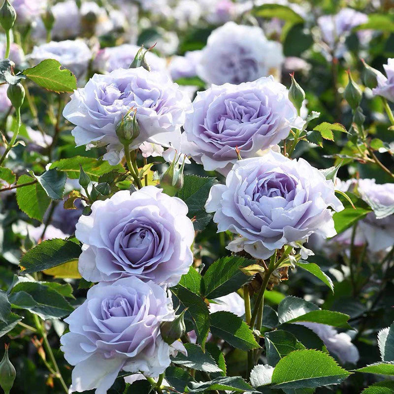 Blue Gray Rose Flower Seeds for Planting Long Bloom Season Heirloom & GMO Free Seeds for Home Garden
 
 Sale