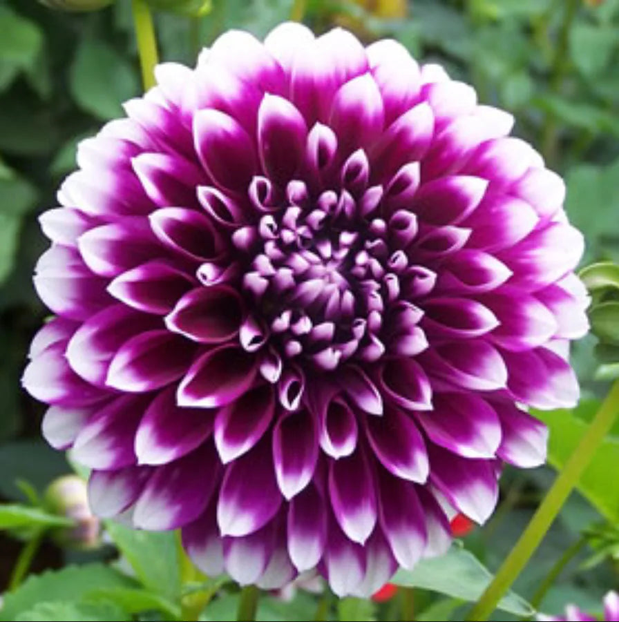 Purple White Dahlia Flower Seeds for Planting Low Maintenance Heirloom & GMO Free Seeds for Home Garden
 
 Sale