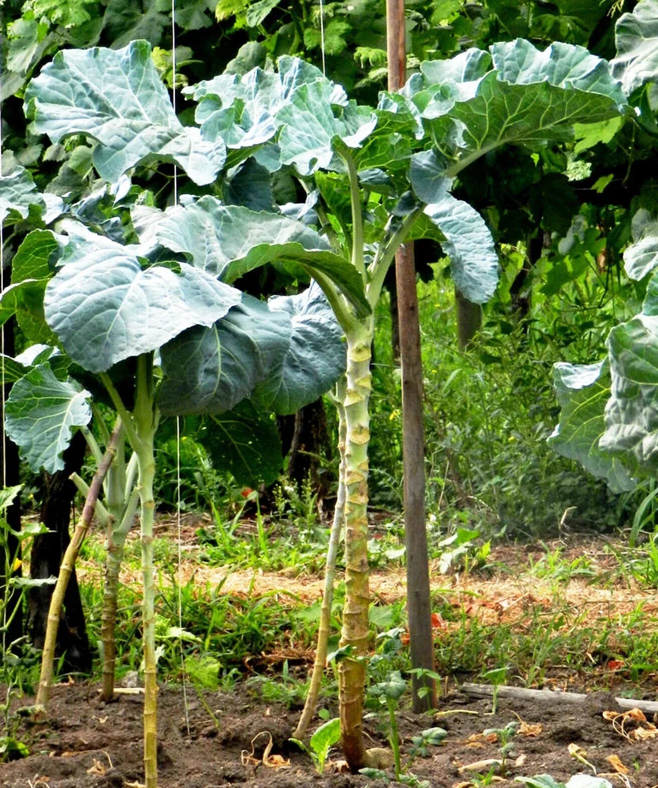Heirloom Walking Stick Kale Seeds For Planting Nutritious Greens