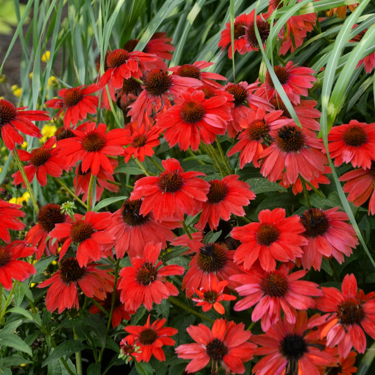 Red SunFlower seeds for Planting - Vibrant Colors, Heirloom & GMO Free Seeds for Home Garden