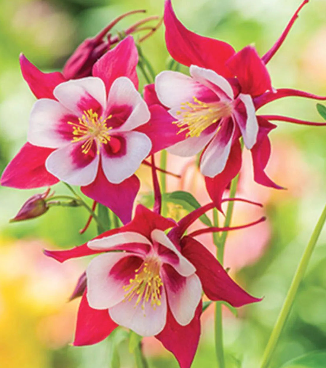 Orange White Aquilegia Flower Seeds for Planting Pollinator Friendly Heirloom & GMO Free Seeds for Home Garden
 
 Sale