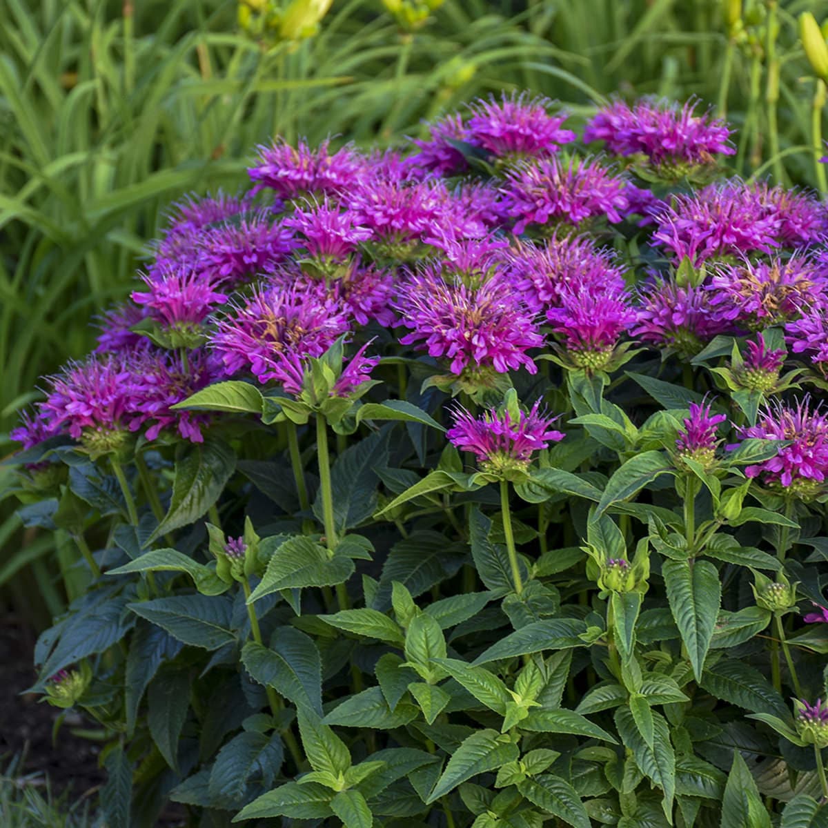 Purple Monarda Didyma Flower seeds for Planting - Garden Favorite, Heirloom & GMO Free Seeds for Home Garden