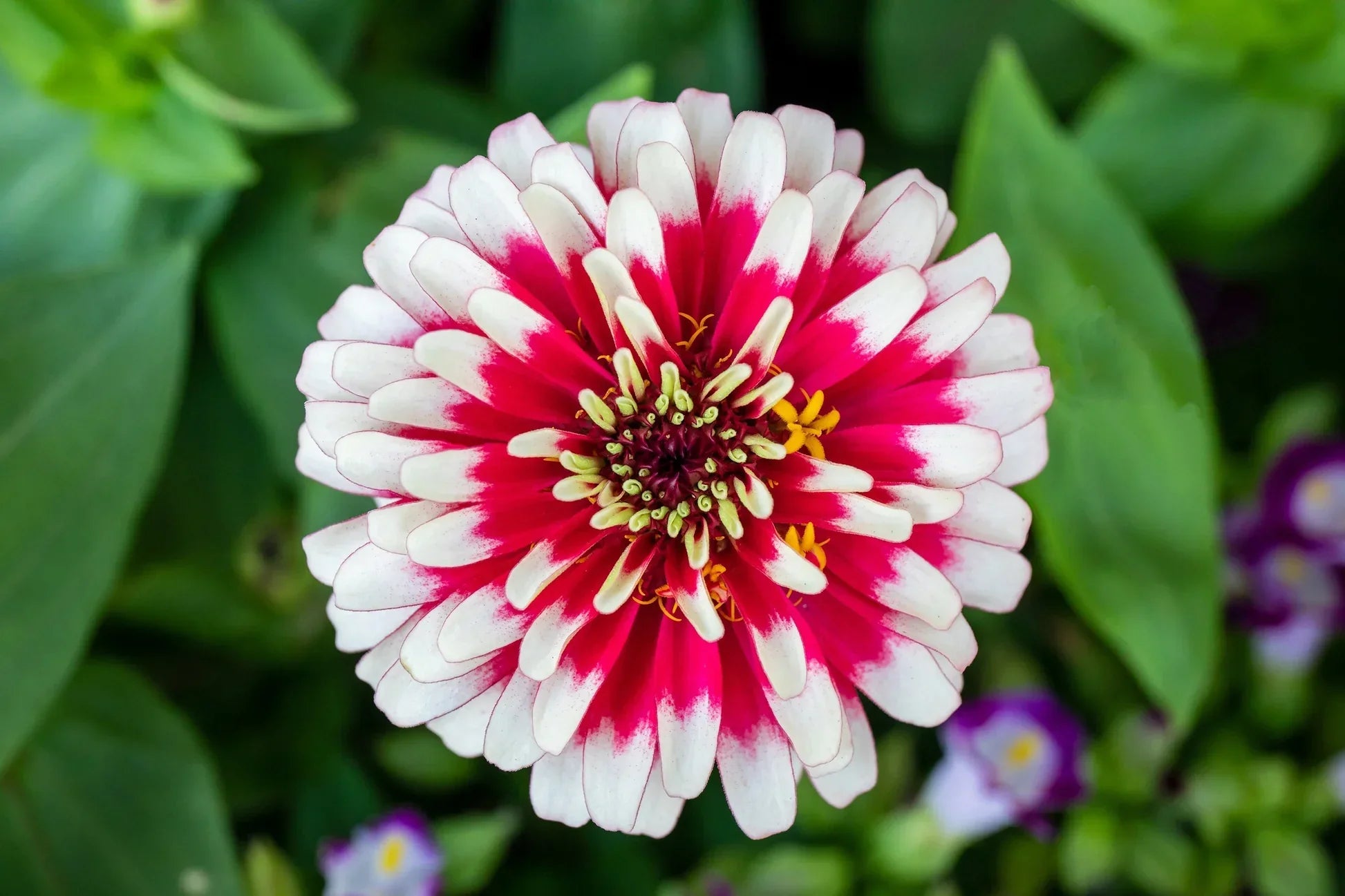 Vibrant White Pink Zinnia Planting Seeds For Your Garden Flower
