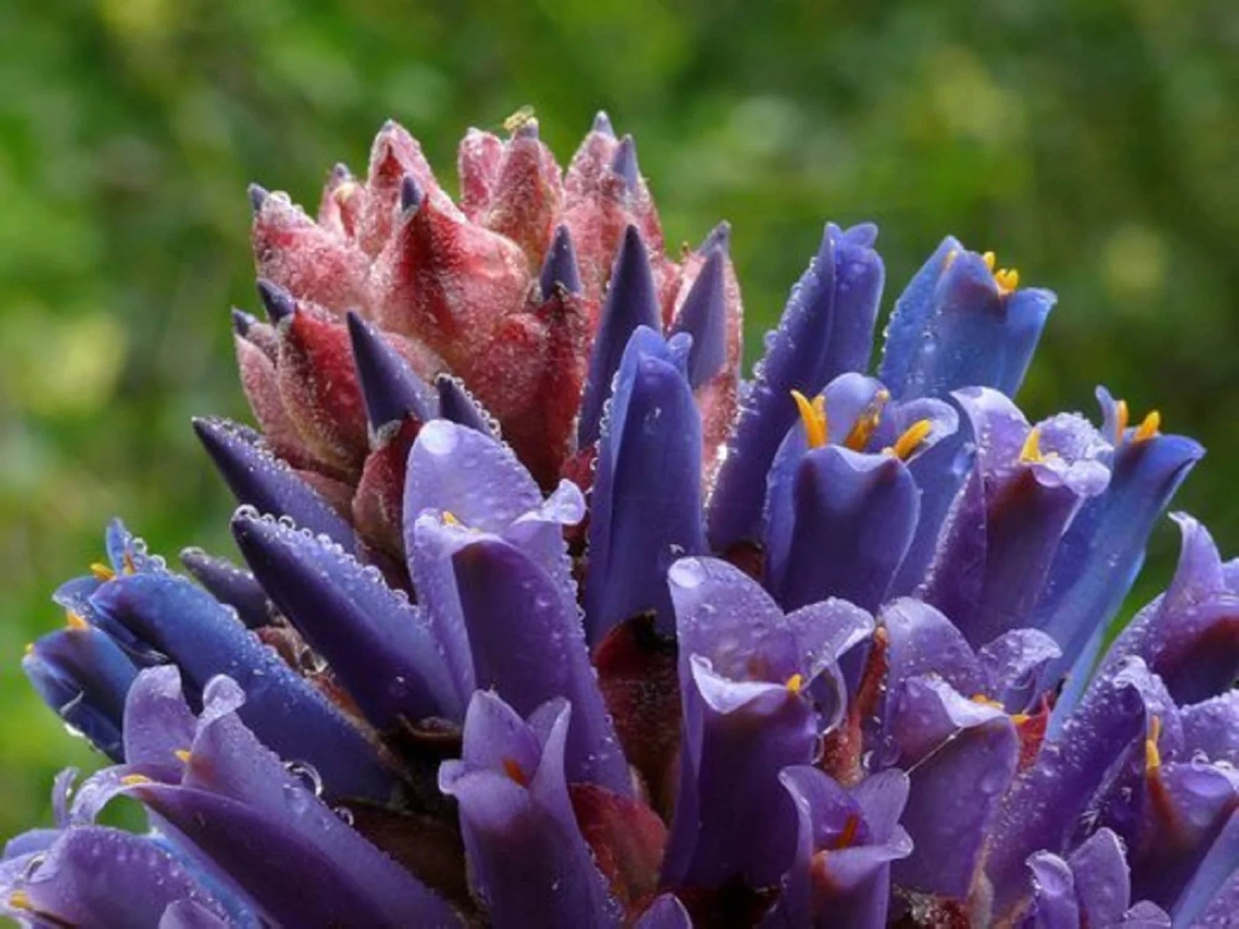 Purple Puya Venusta Flower seeds for Planting - Shade Tolerant, Heirloom & GMO Free Seeds for Home Garden