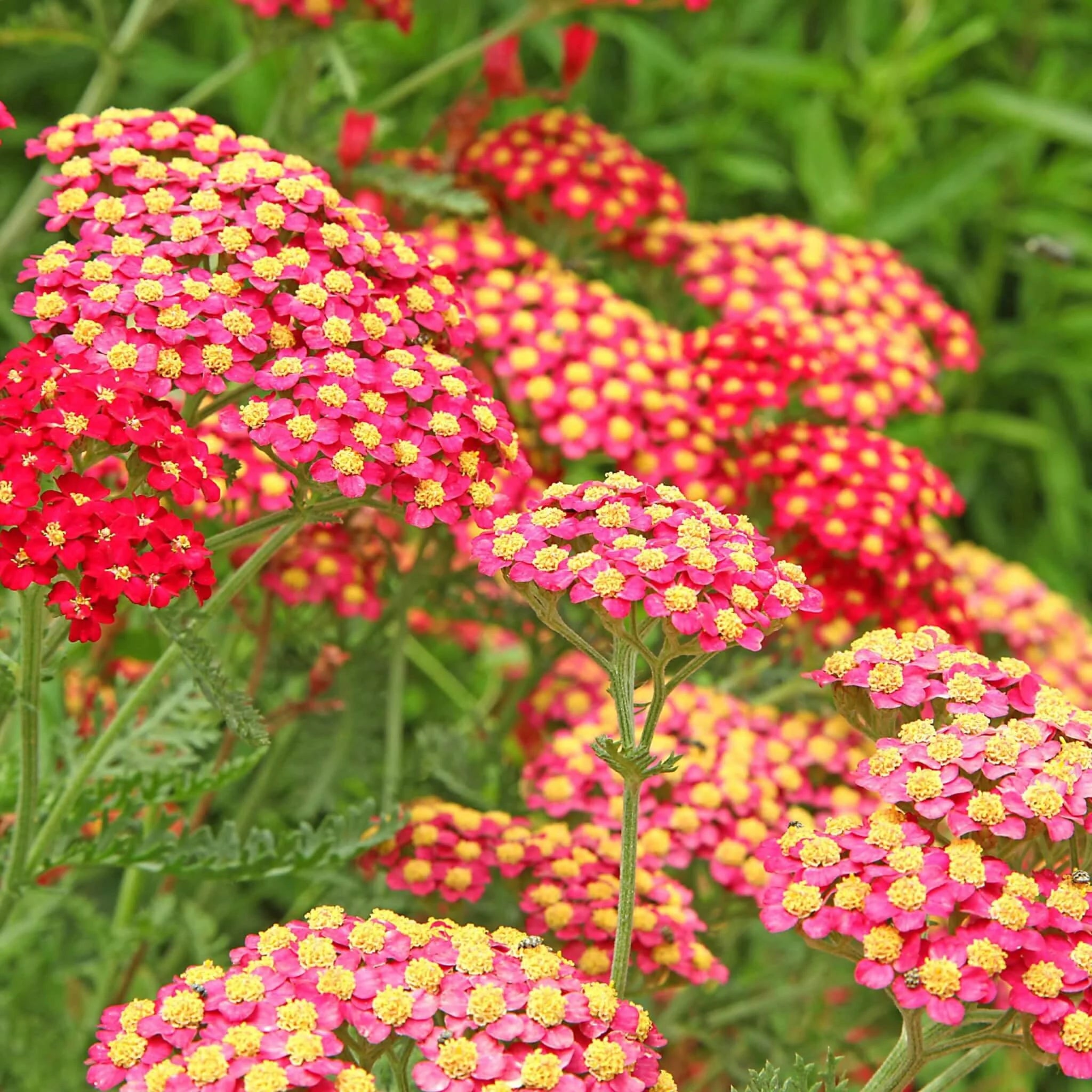 Mixed Yarrow Flower seeds for Planting - Easy to Grow, Heirloom & GMO Free Seeds for Home Garden
