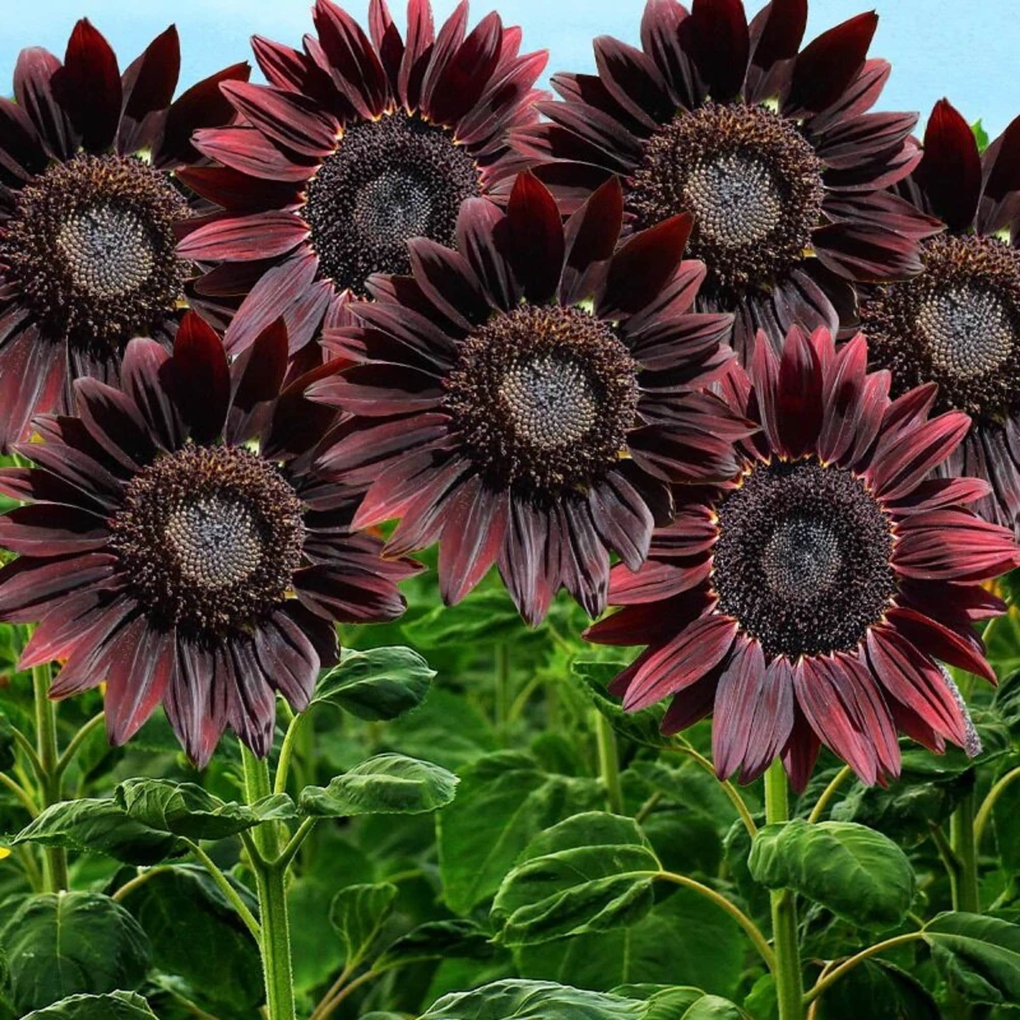 Cherry SunFlower seeds for Planting Seasonal Bloomer Heirloom & GMO Free Seeds for Home Garden