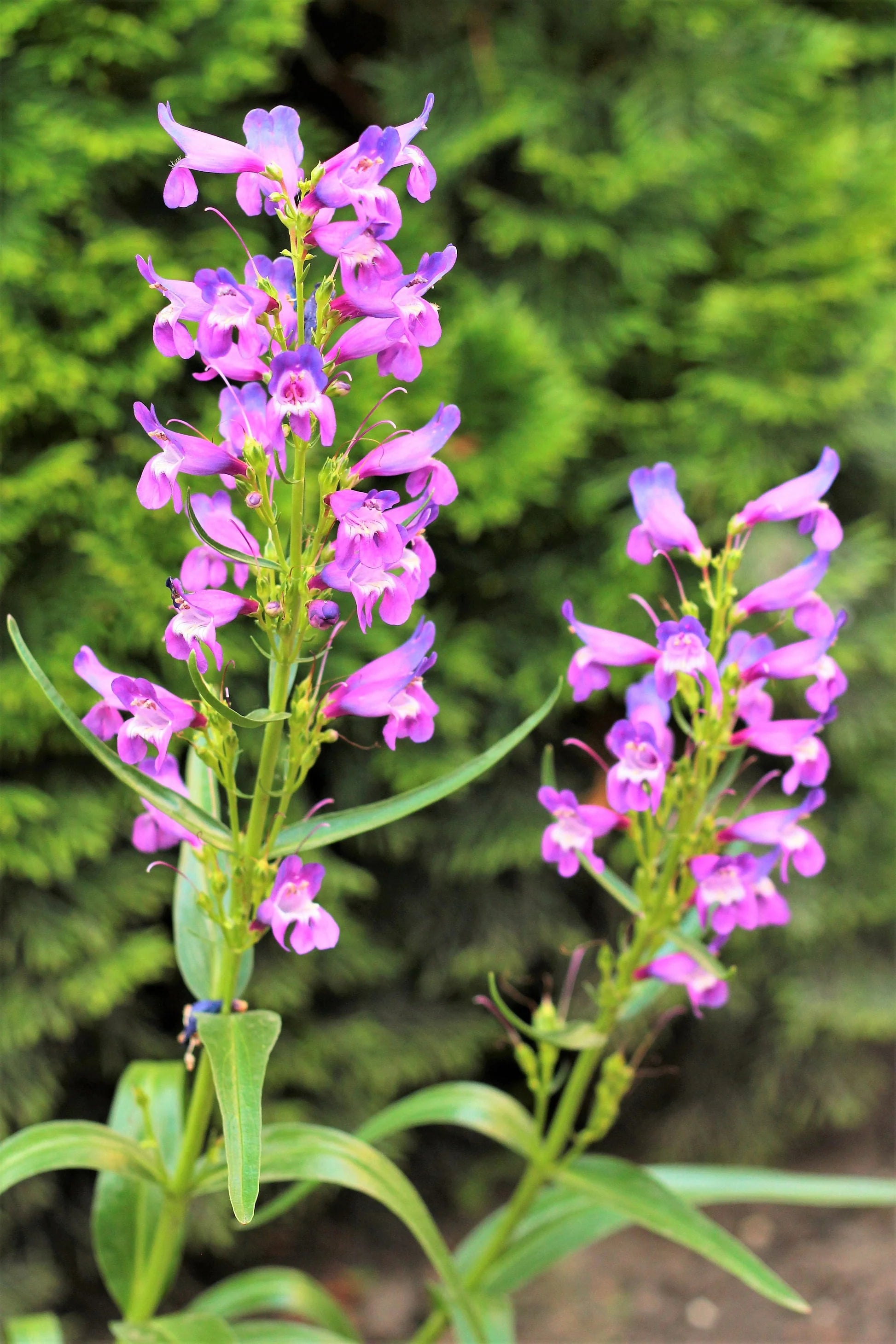 Pink Penstemon Strictus Flower seeds for Planting - Premium Quality, Heirloom & GMO Free Seeds for Home Garden