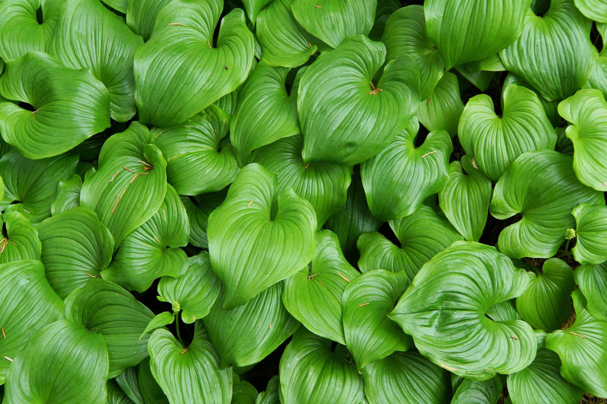 Beadruby (Maianthemum dilatatum) | Heirloom Non-GMO Flower Seeds for Home Gardens