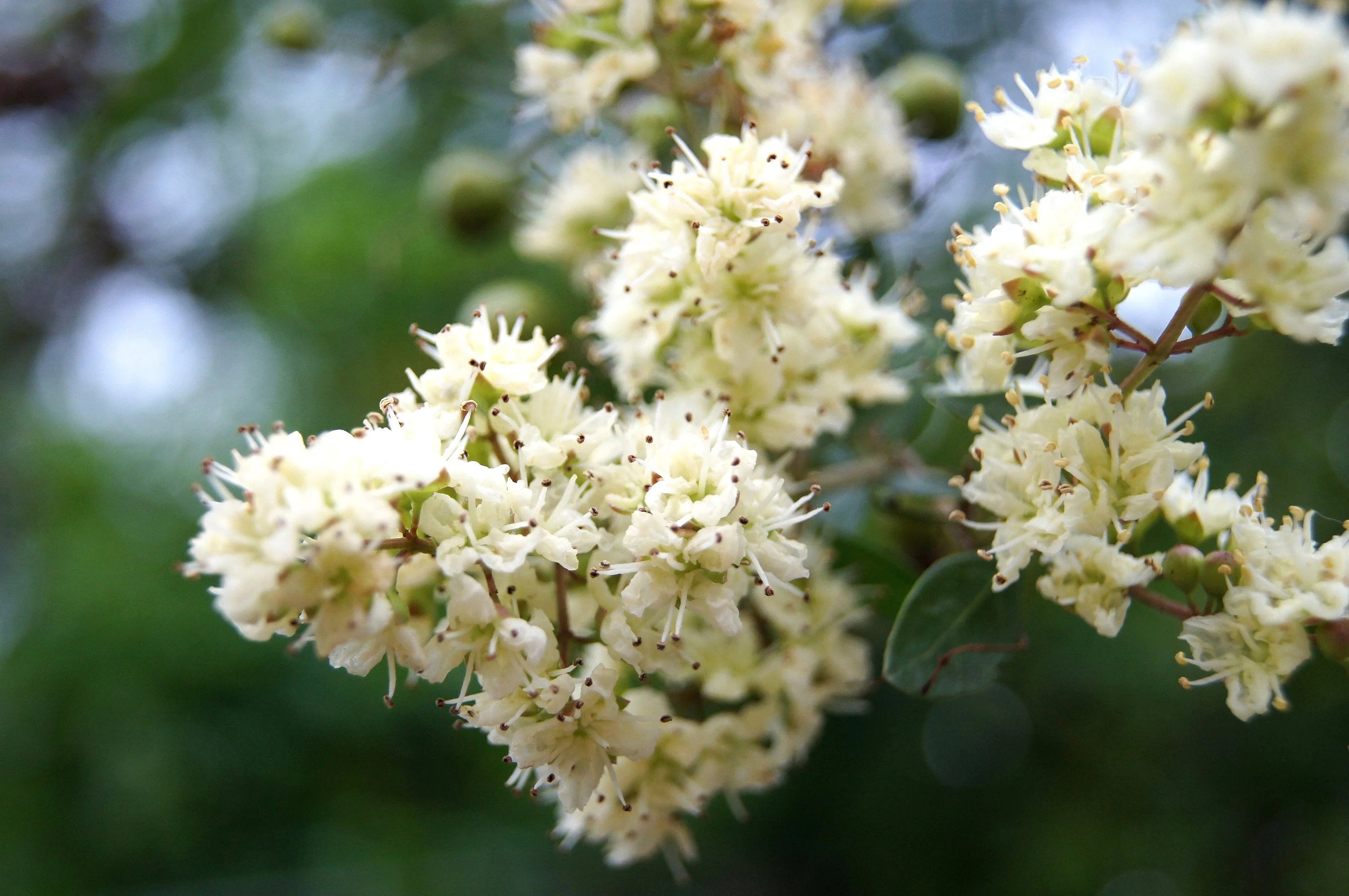 Lawsonia Inermis Flower seeds for Planting Drought Tolerant Heirloom & GMO Free Seeds for Home Garden