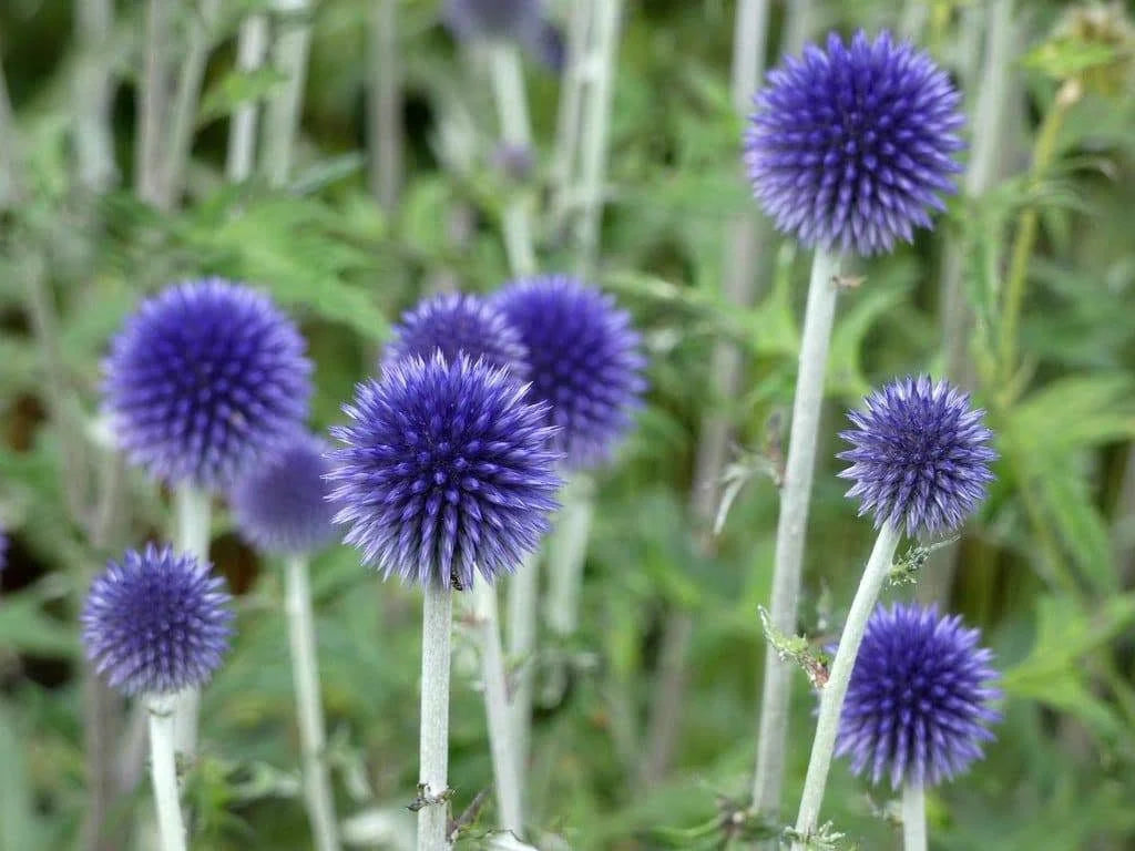 Blue Ritro Flower seeds for Planting - Seasonal Bloomer, Heirloom & GMO Free Seeds for Home Garden
