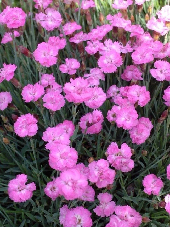 Pink Dianthus Flower seeds for Planting - Perfect for Borders, Heirloom & GMO Free Seeds for Home Garden