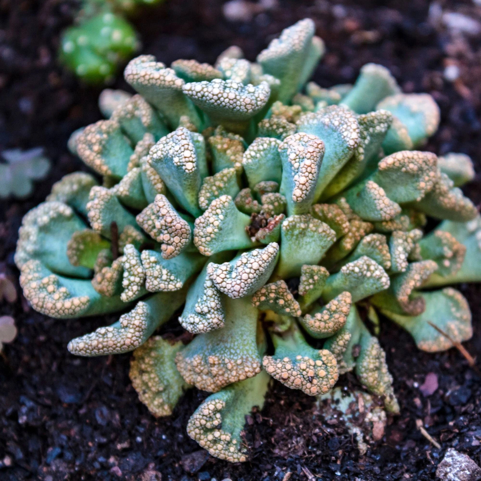 Sea Green Titanopsis Hugo-Schlechteri Flower seeds for Planting - Garden Favorite, Heirloom & GMO Free Seeds for Home Garden