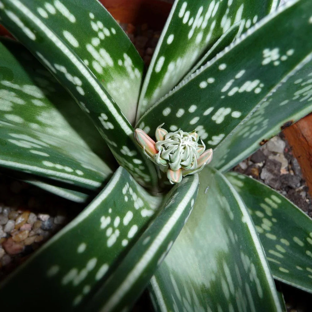 Green Aloe Variegata for Planting - Vibrant Colors, Heirloom & GMO Free Seeds for Home Garden