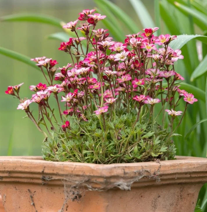 Heirloom Saxifrage Rose for Planting - Perfect for Borders, Heirloom & GMO Free Seeds for Home Garden