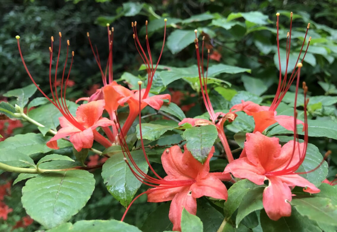Azalea Flower seeds for Planting Low Maintenance Heirloom & GMO Free Seeds for Home Garden