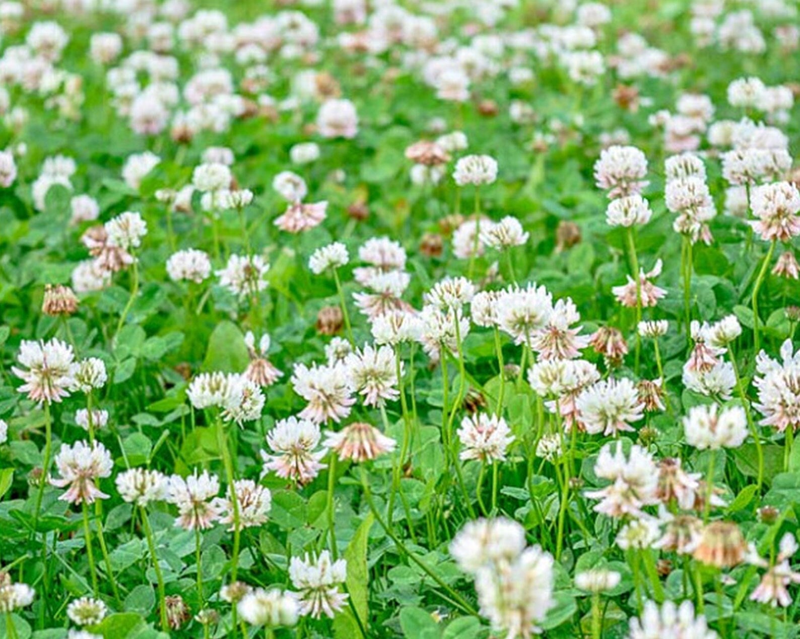 Clover Flower seeds for Planting - Cut Flower Favorite, Heirloom & GMO Free Seeds for Home Garden