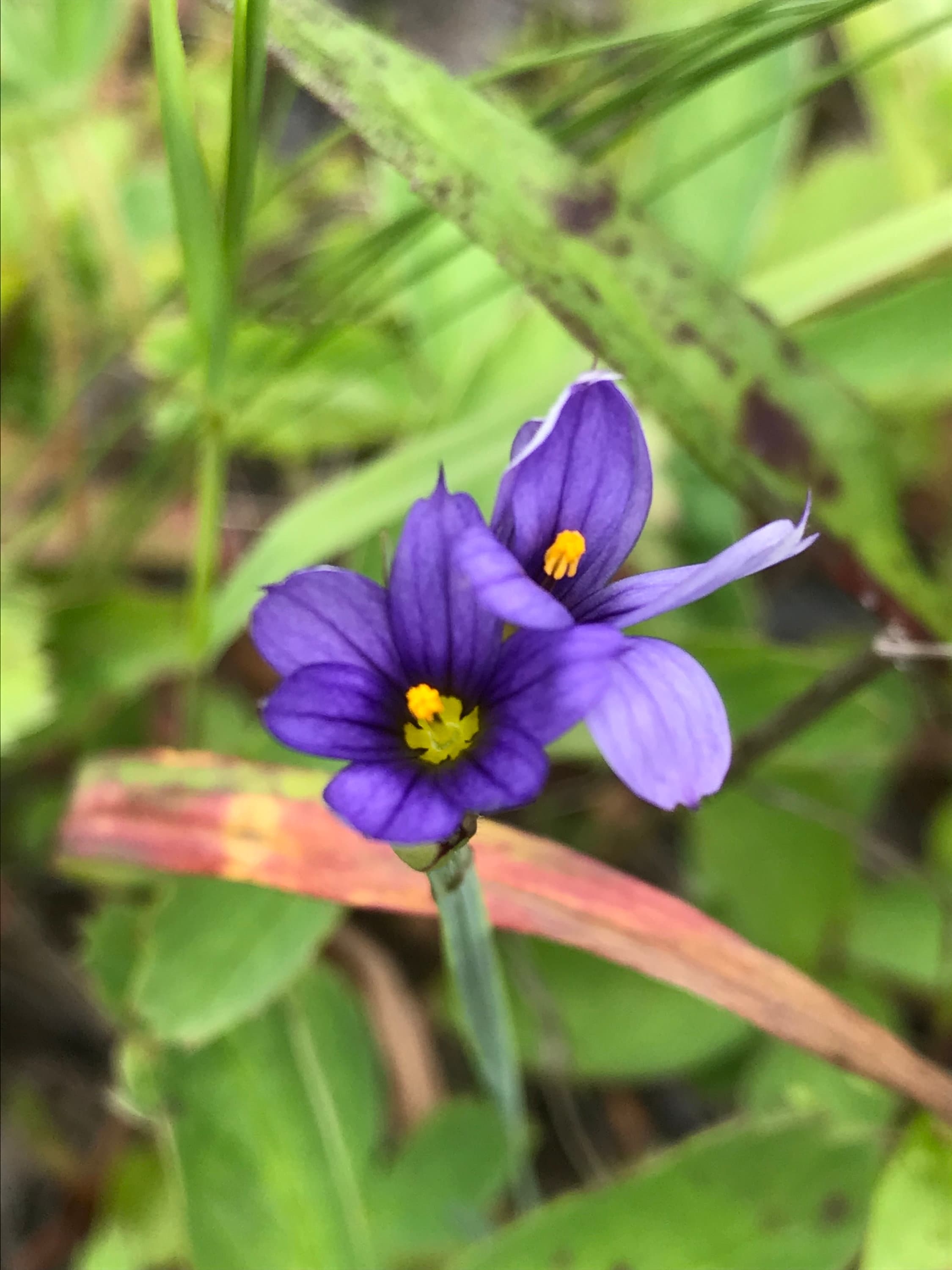 Sisyrinchium Montanum Blue-eyed Grass for planting in wildflower garden