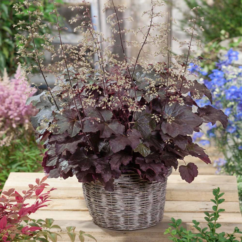 Purple Coral Bell Flower seeds for Planting - Seasonal Bloomer, Heirloom & GMO Free Seeds for Home Garden