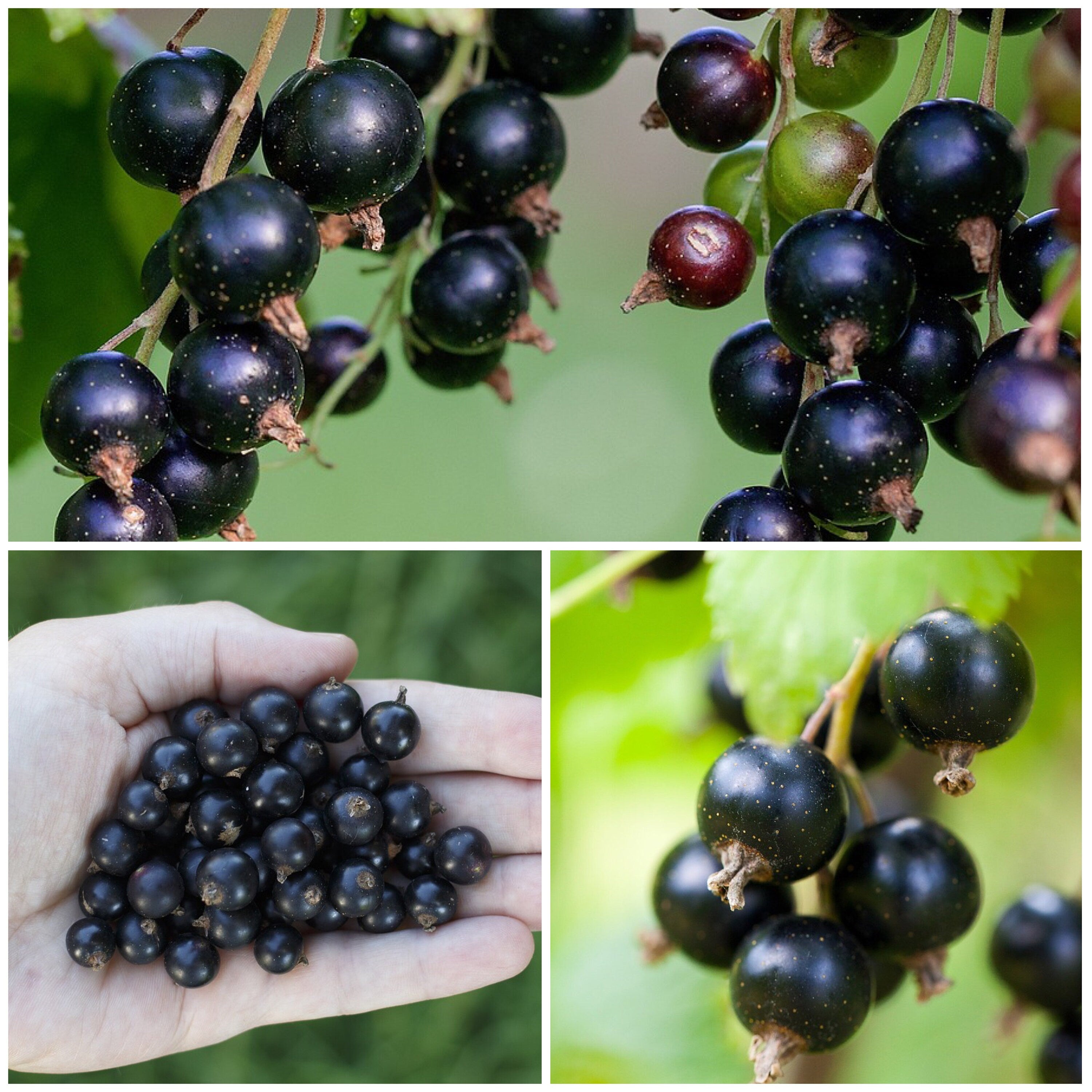 Blackcurrant Fruit Seeds for Planting - Grow Your Own Delicious Berries