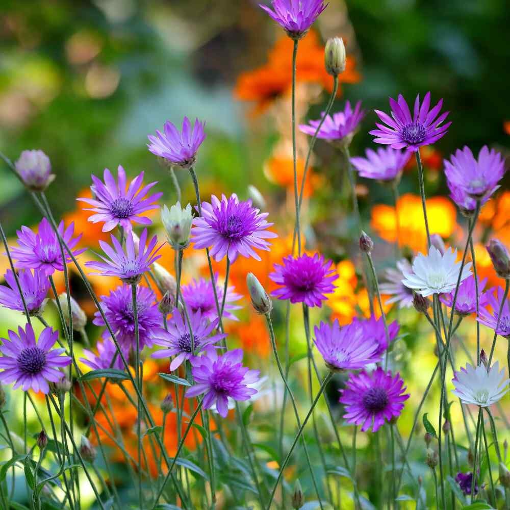 Lavender Xeranthemum Flower seeds for Planting - Long Bloom Season, Heirloom & GMO Free Seeds for Home Garden