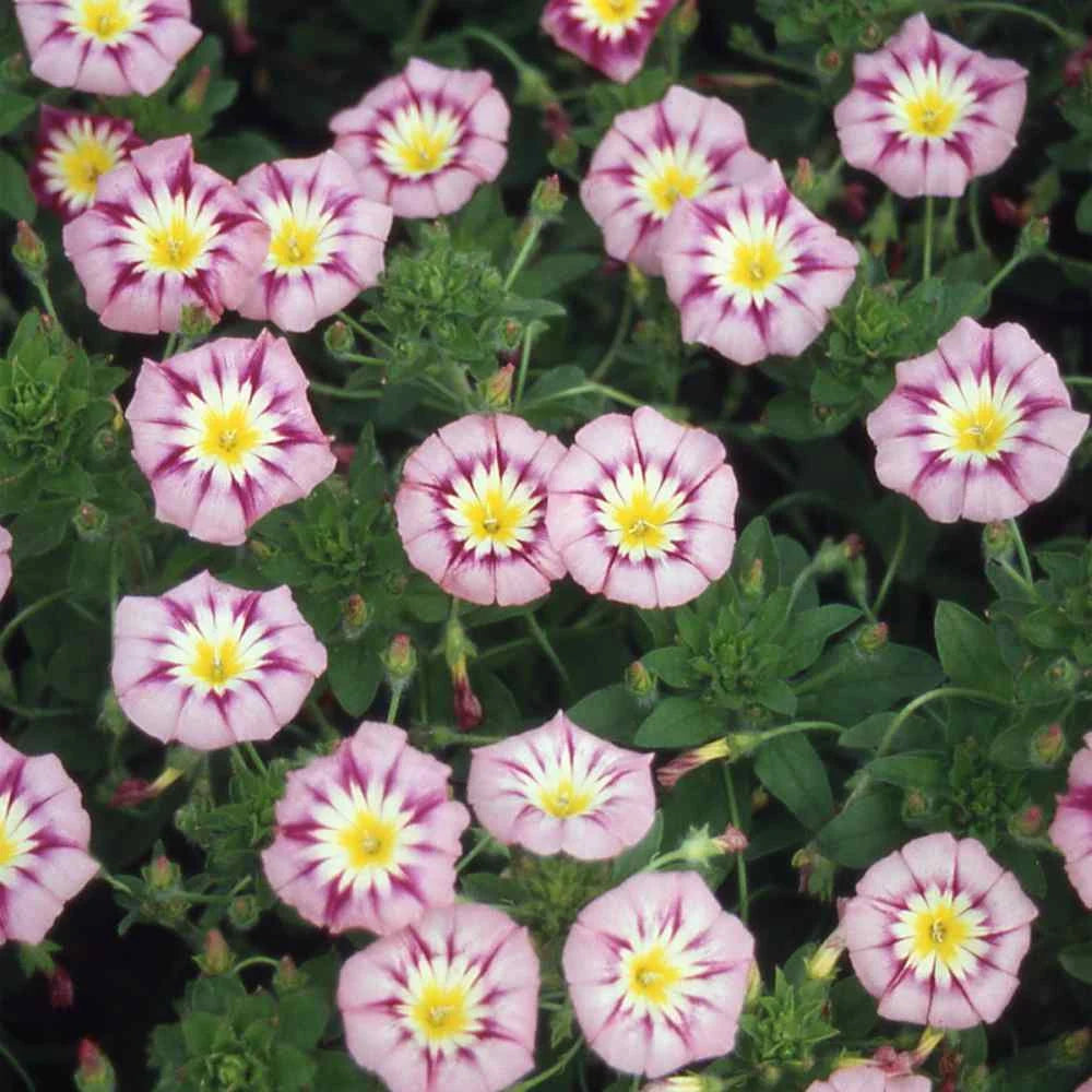 Pink Yellow Leucanthemum Flower seeds for Planting - Easy to Grow, Heirloom & GMO Free Seeds for Home Garden