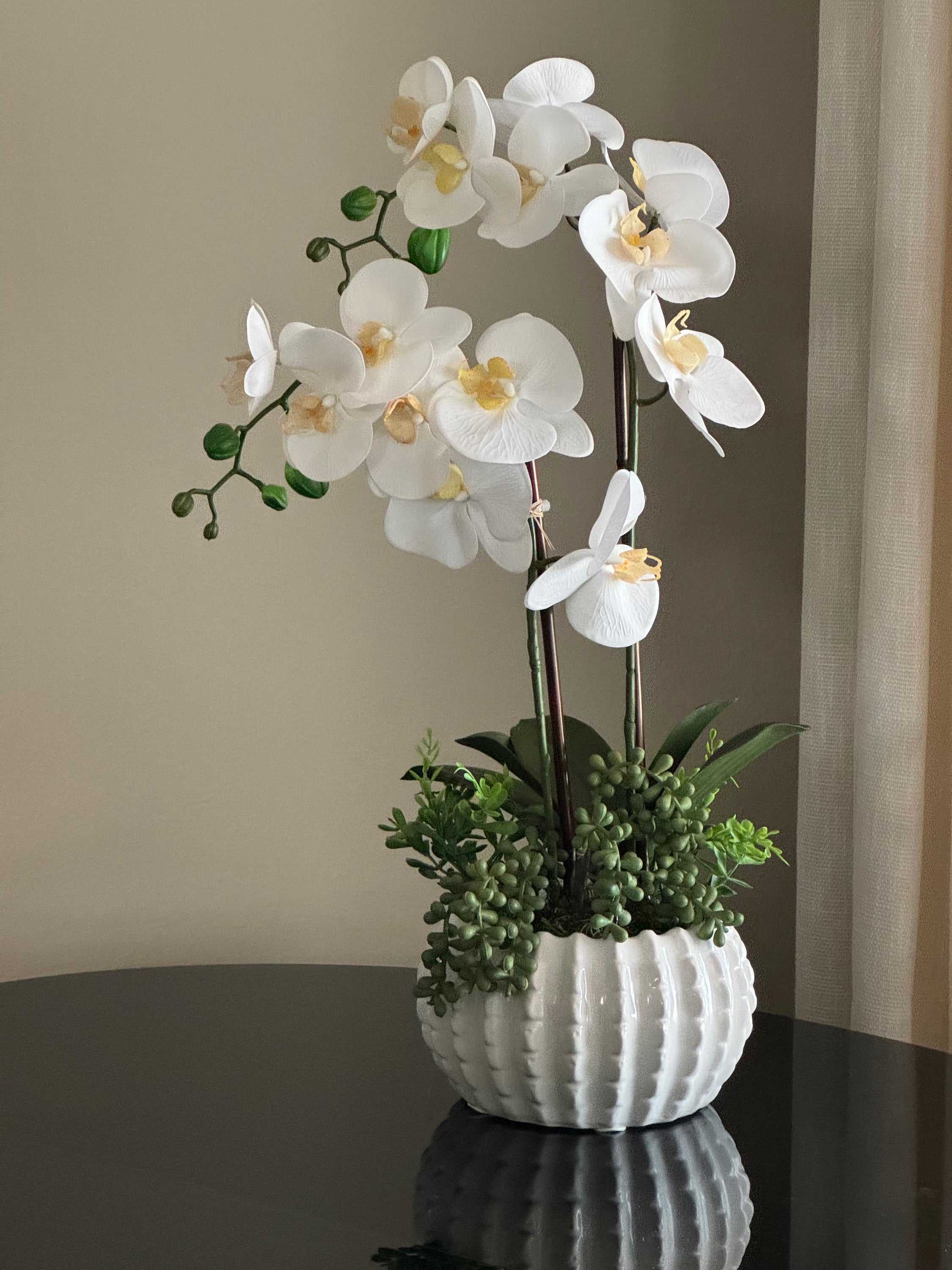 White Phalaenopsis Orchid Flower seeds for Planting - Pollinator Friendly, Heirloom & GMO Free Seeds for Home Garden