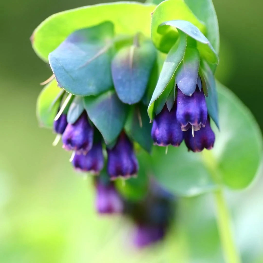 Blue Honeywort Seeds for Planting - Easy to Grow