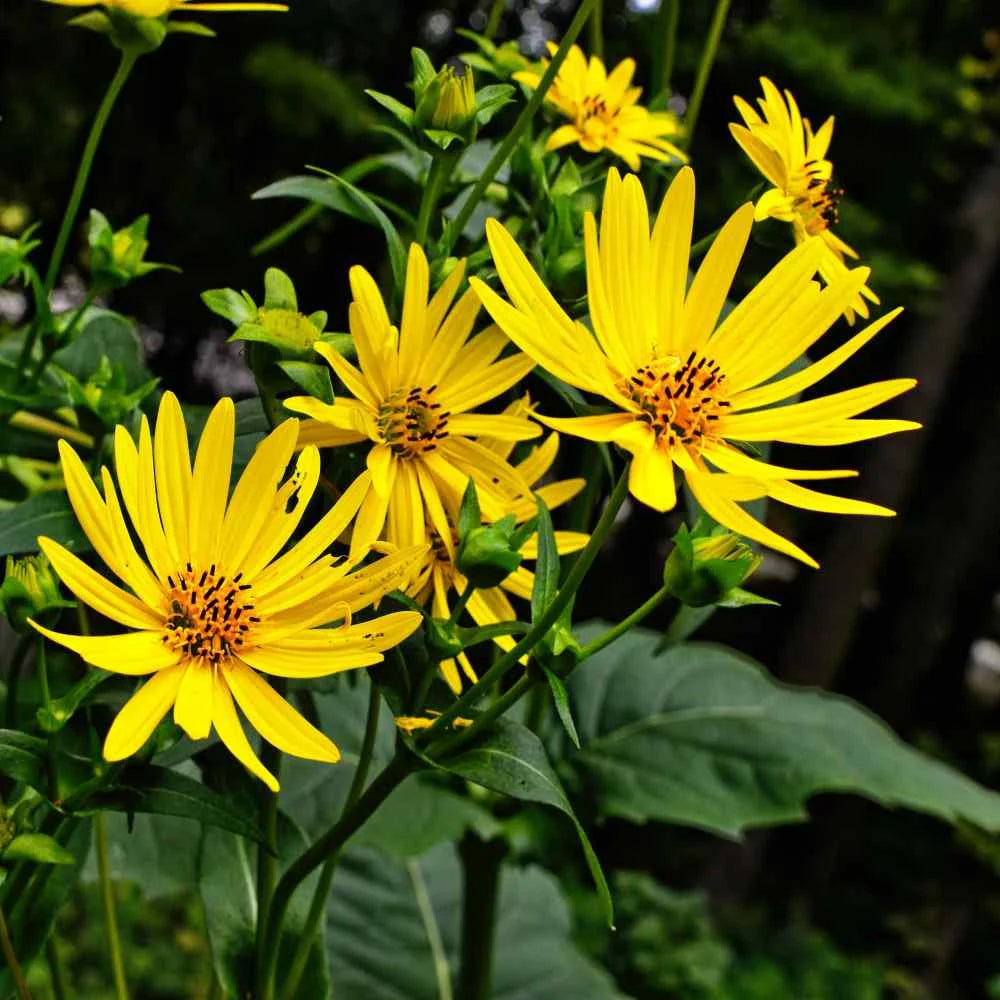 Yellow Silphium Perfoliatum Flower seeds for Planting - Shade Tolerant, Heirloom & GMO Free Seeds for Home Garden