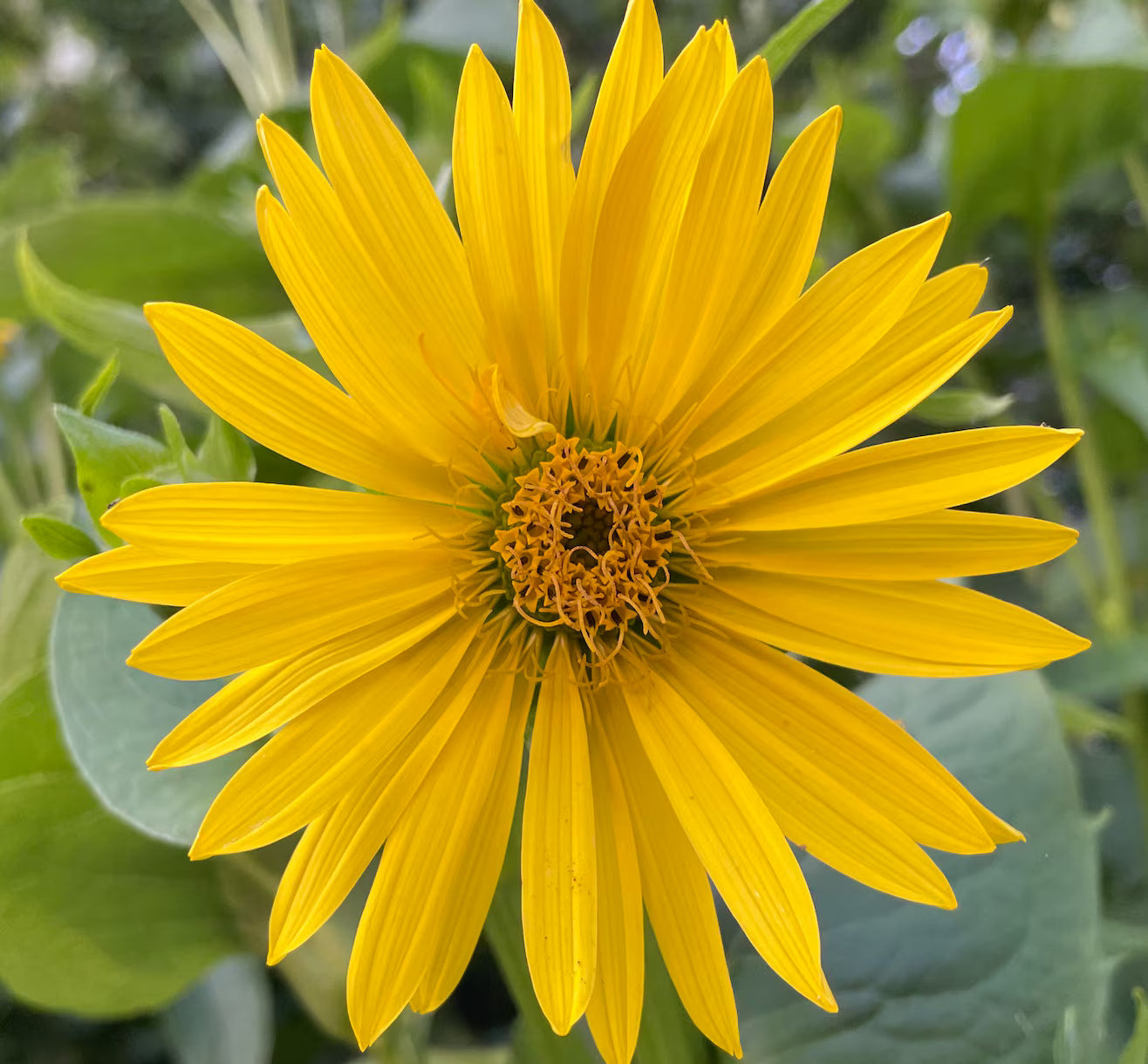 Yellow Silphium Perfoliatum Flower Seeds Planting