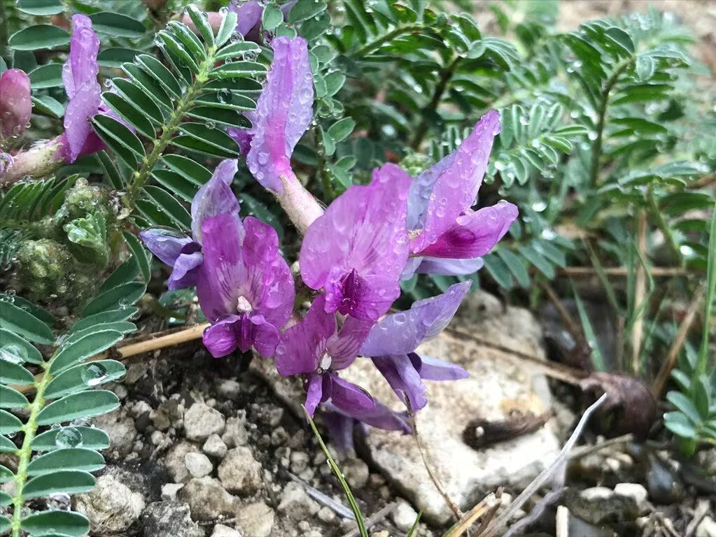 Astragalus Lavender Flower seeds for Planting - Garden Favorite, Heirloom & GMO Free Seeds for Home Garden