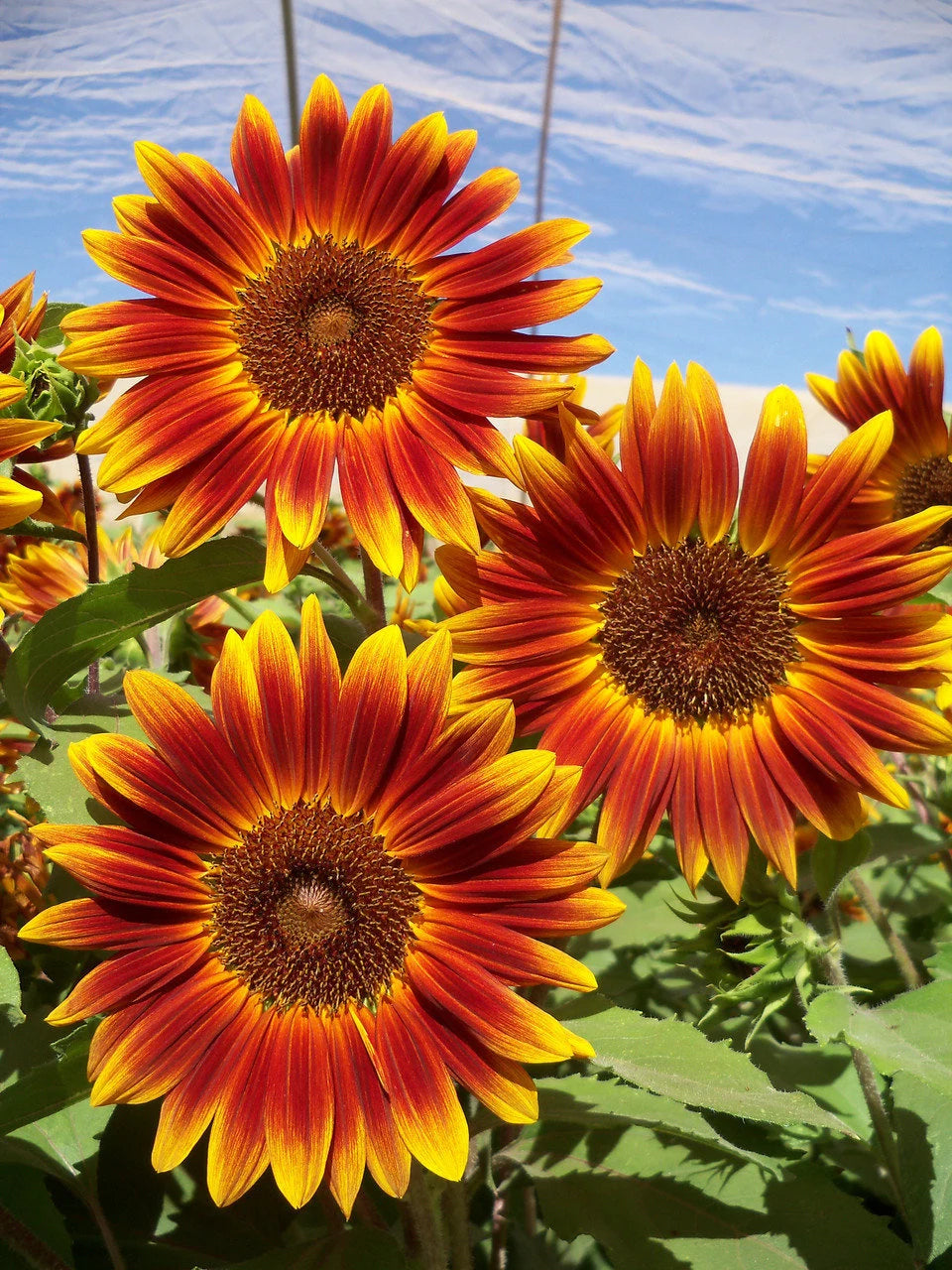 Orange Red SunFlower seeds for Planting - Fragrant Blossoms, Heirloom & GMO Free Seeds for Home Garden